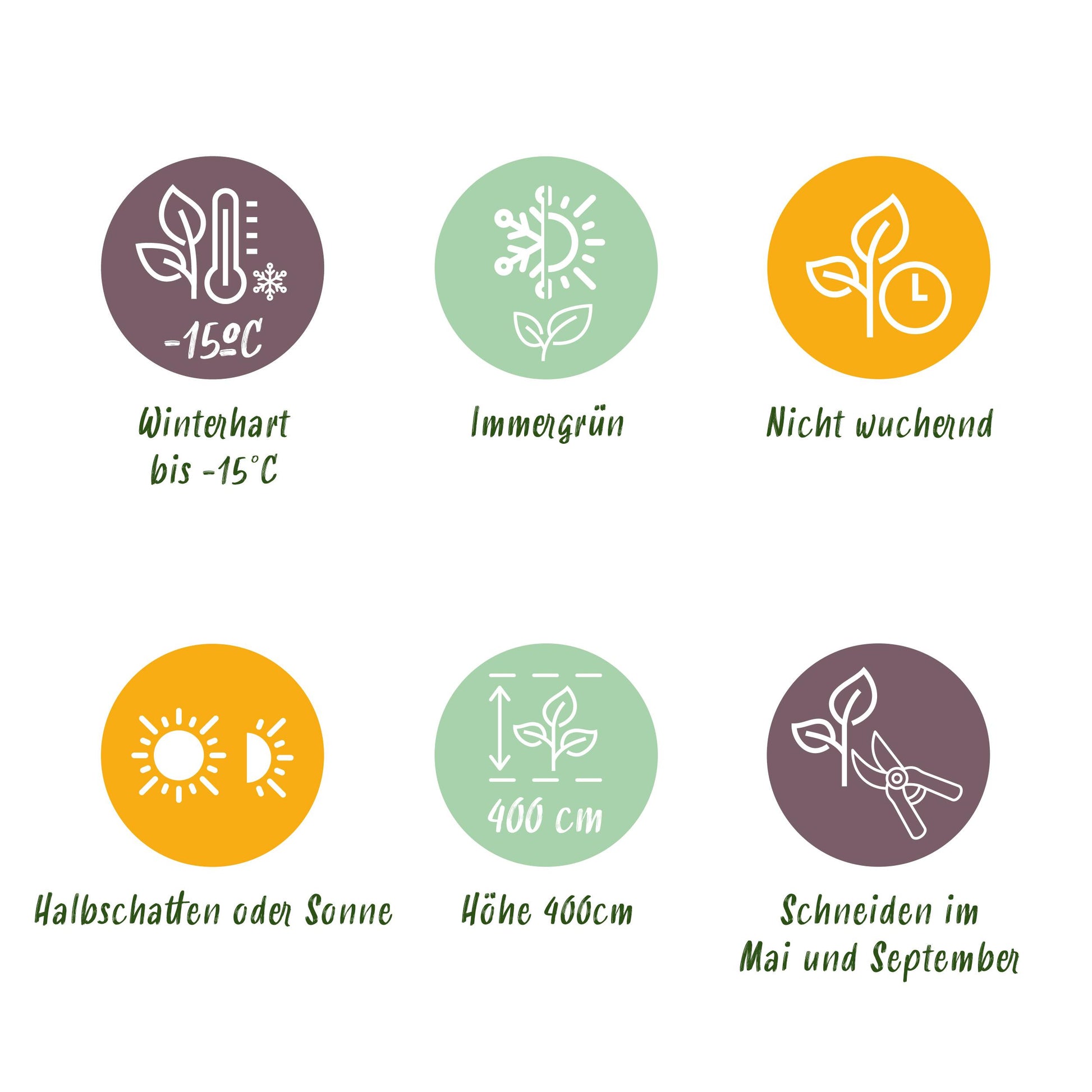 Greenboutiq - Heckenpflanzen - Ligustrum Ovalifolium Aureum - Blätter Gelb Grün - 8 Pflanzen - 1 Laufender Meter - Immergrün - Topf 9Cm Höhe 35-40Cm