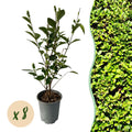 Greenboutiq - Heckenpflanzen - Ligustrum Ovalifolium - Blatt Grün - 8 Pflanzen - 1 Laufender Meter - Immergrün - Topf 9Cm Höhe 35-40Cm