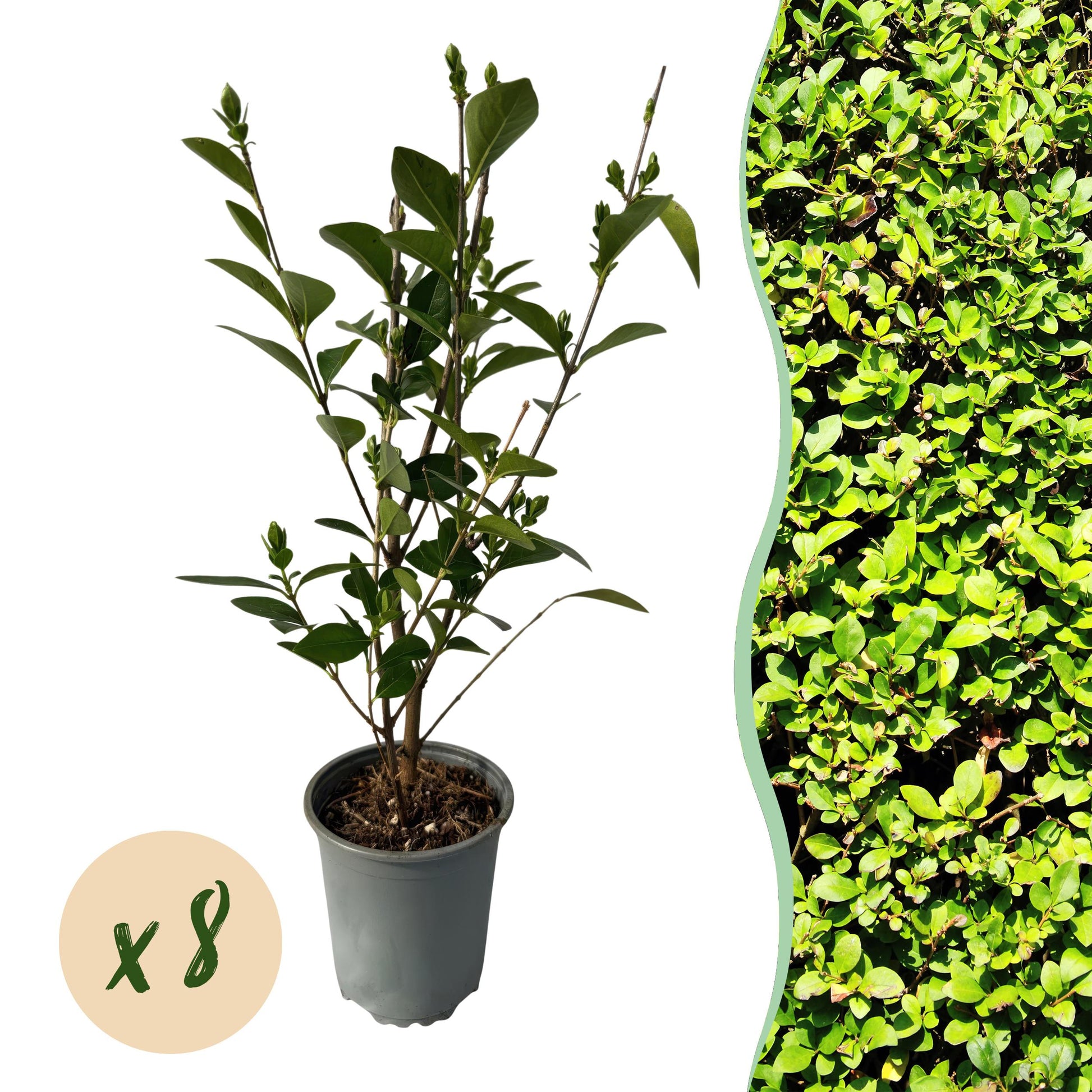 Greenboutiq - Heckenpflanzen - Ligustrum Ovalifolium - Blatt Grün - 8 Pflanzen - 1 Laufender Meter - Immergrün - Topf 9Cm Höhe 35-40Cm