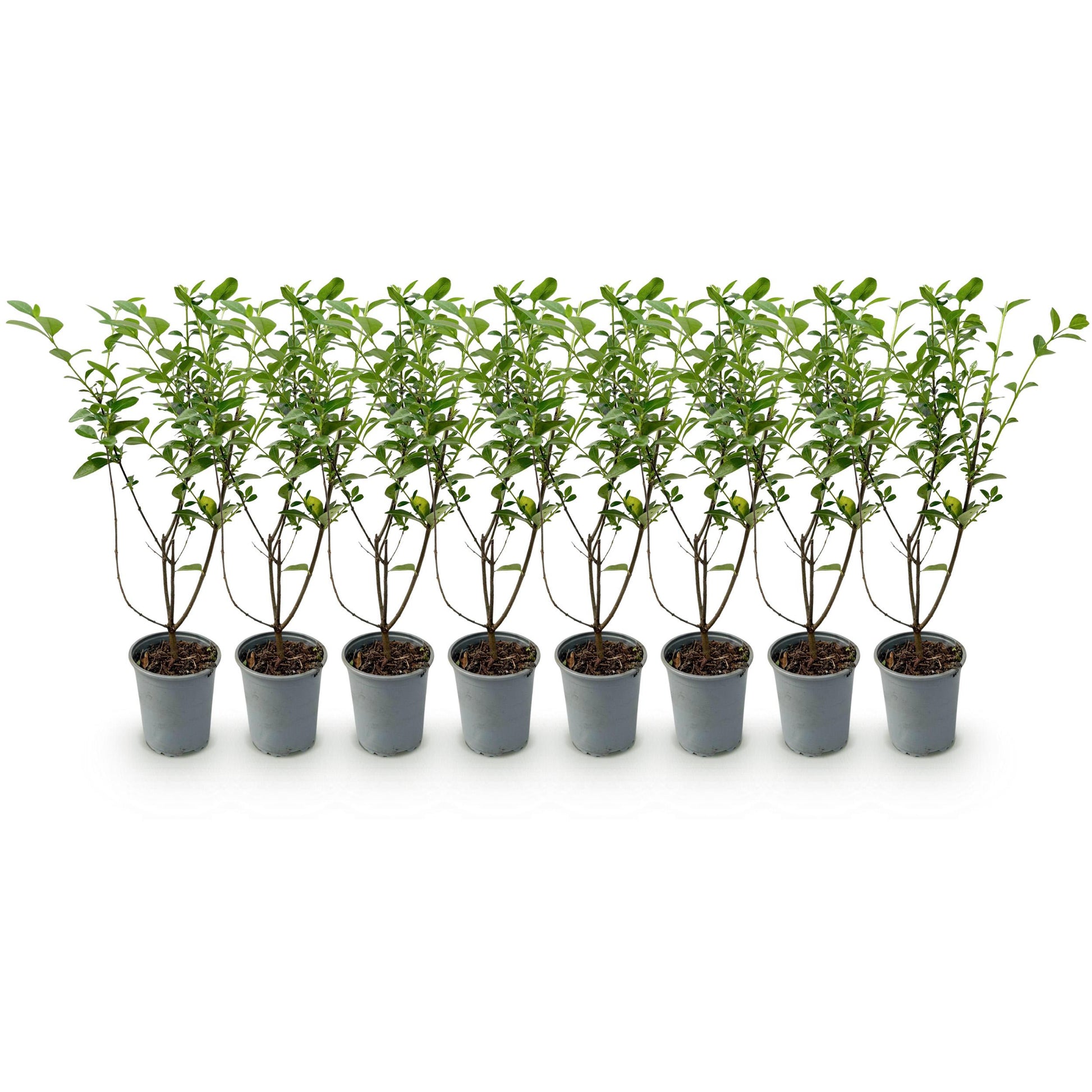 Greenboutiq - Heckenpflanzen - Ligustrum Ovalifolium - Blatt Grün - 8 Pflanzen - 1 Laufender Meter - Immergrün - Topf 9Cm Höhe 35-40Cm