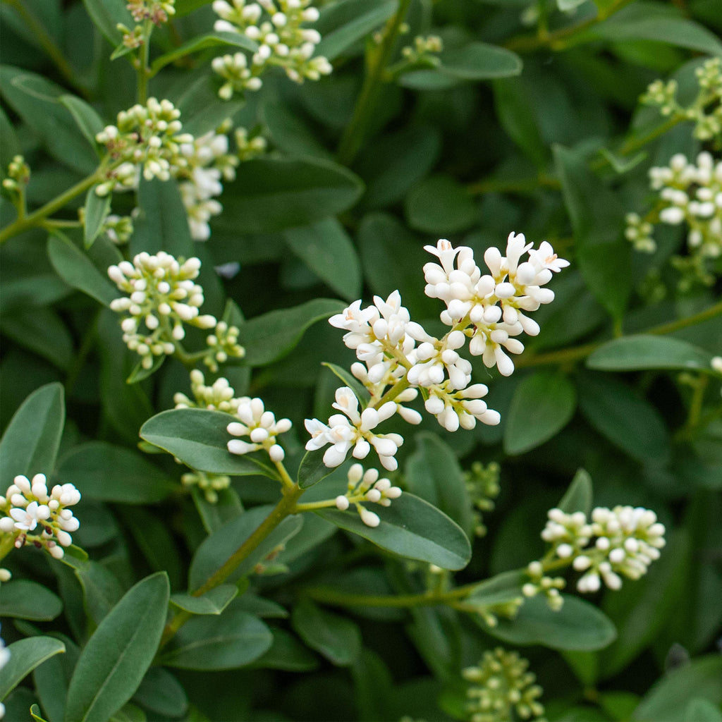Greenboutiq - Heckenpflanzen - Ligustrum Ovalifolium - Blatt Grün - 8 Pflanzen - 1 Laufender Meter - Immergrün - Topf 9Cm Höhe 35-40Cm