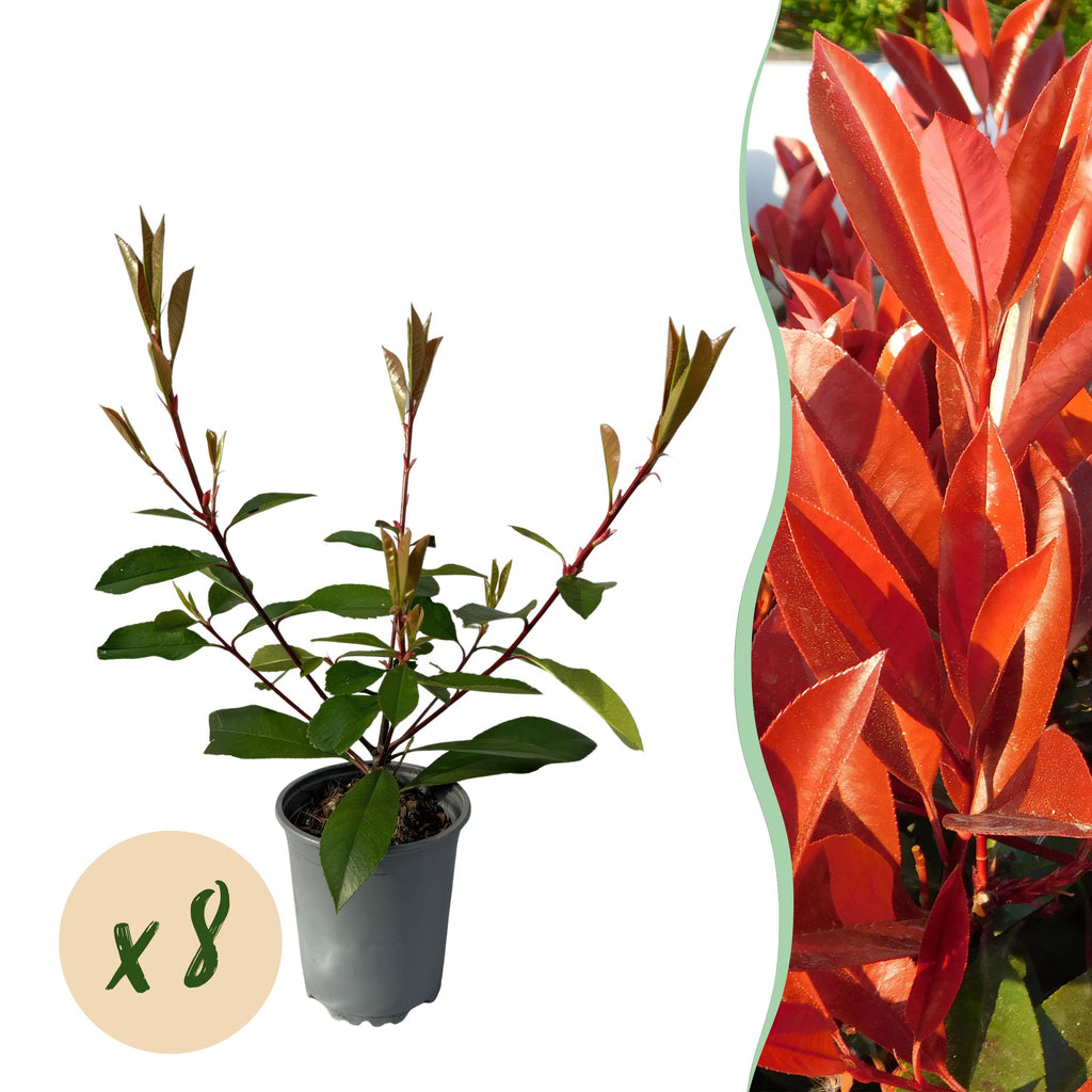 Greenboutiq - Heckenpflanzen - Photnia Fraseri Red Robin - Blatt Rot Grün - 8 Pflanzen - 1 Laufender Meter - Immergrün - Topf 9Cm Höhe 30-35Cm