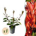 Greenboutiq - Heckenpflanzen - Photnia Fraseri Red Robin - Blatt Rot Grün - 8 Pflanzen - 1 Laufender Meter - Immergrün - Topf 9Cm Höhe 30-35Cm
