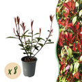 Greenboutiq - Heckenpflanzen - Photinia Fraseri Carre Rouge - Rot Grün Blatt - 8 Pflanzen - 1 Laufender Meter - Immergrün - Topf 9Cm Höhe 30-35Cm