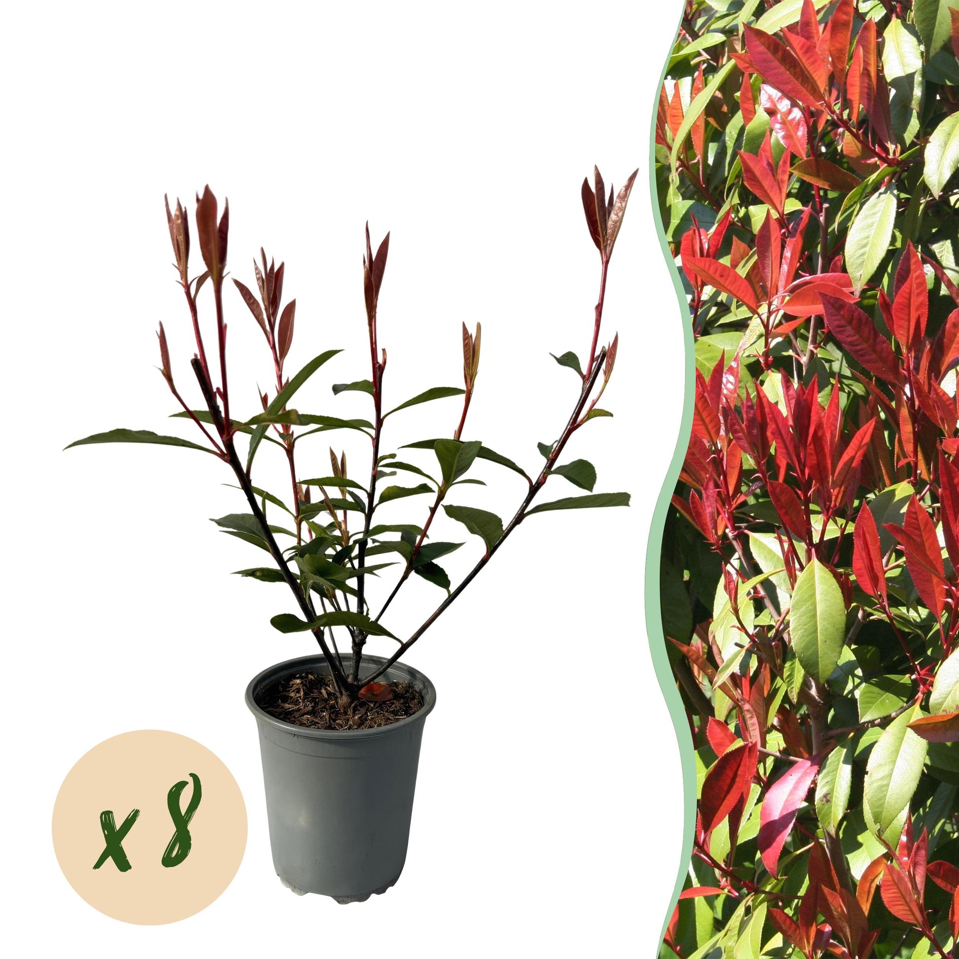 Greenboutiq - Heckenpflanzen - Photinia Fraseri Carre Rouge - Rot Grün Blatt - 8 Pflanzen - 1 Laufender Meter - Immergrün - Topf 9Cm Höhe 30-35Cm