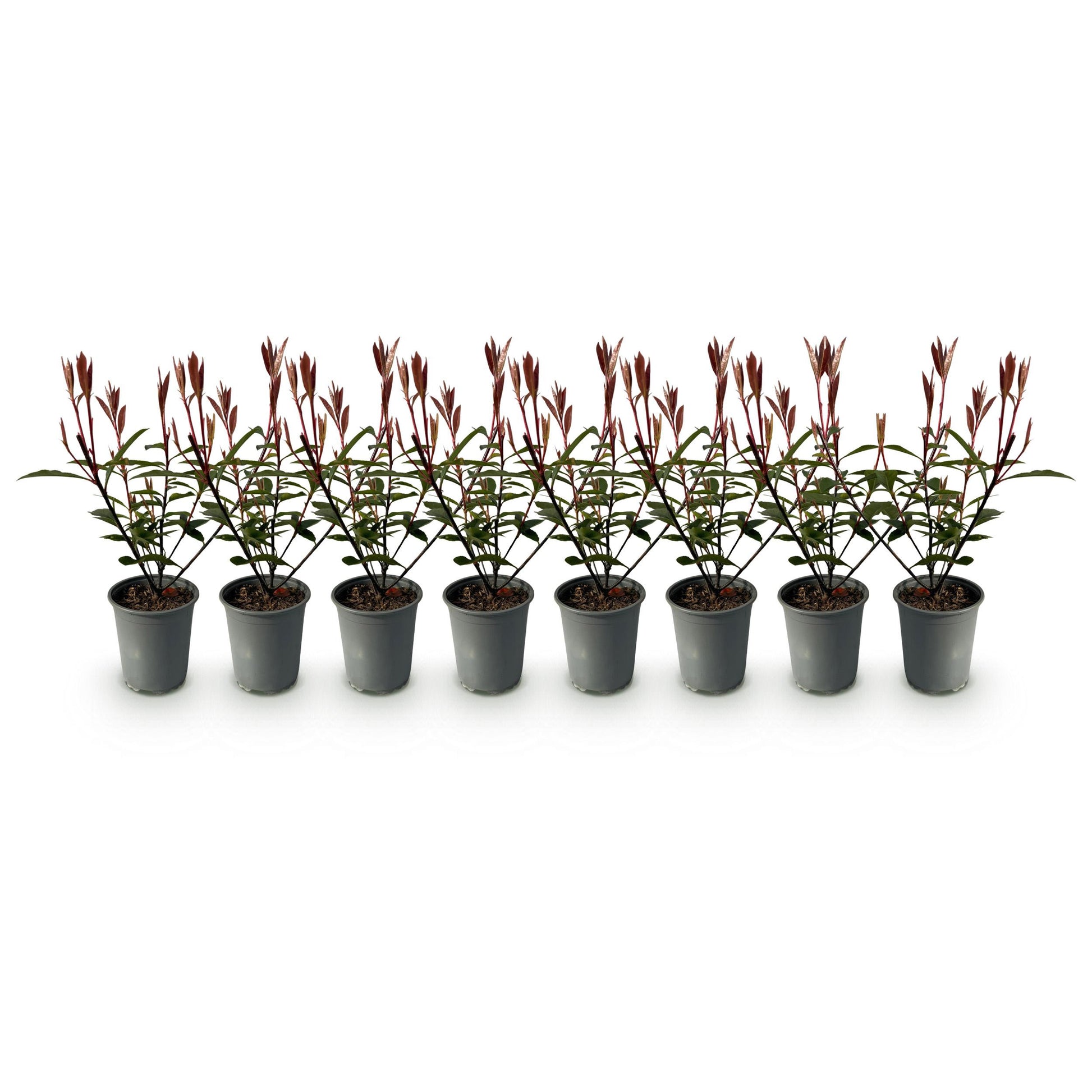 Greenboutiq - Heckenpflanzen - Photinia Fraseri Carre Rouge - Rot Grün Blatt - 8 Pflanzen - 1 Laufender Meter - Immergrün - Topf 9Cm Höhe 30-35Cm