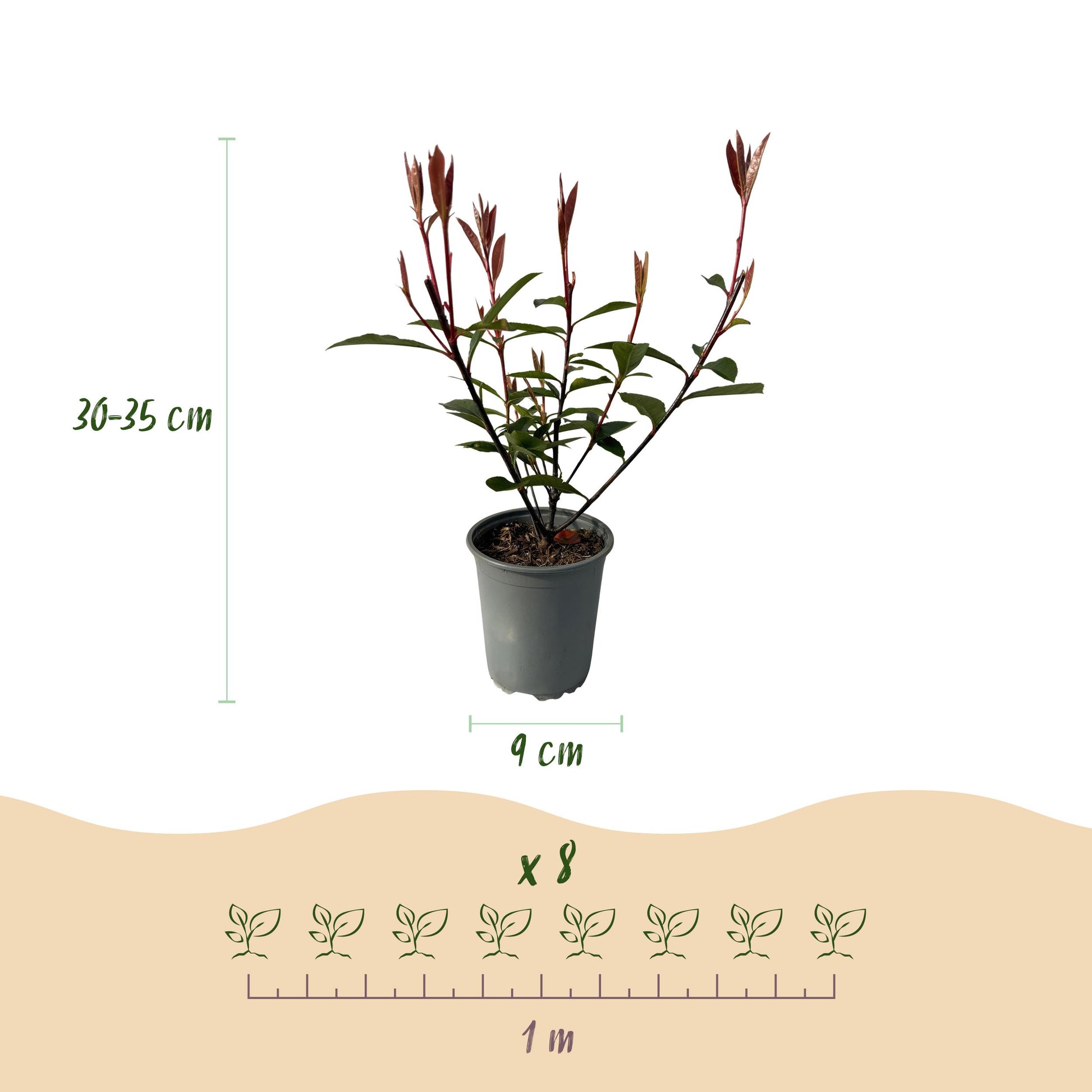 Greenboutiq - Heckenpflanzen - Photinia Fraseri Carre Rouge - Rot Grün Blatt - 8 Pflanzen - 1 Laufender Meter - Immergrün - Topf 9Cm Höhe 30-35Cm