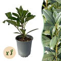 Greenboutiq - Heckenpflanzen - Prunus Laurocerasus Caucasica - Blatt Grün - 8 Pflanzen - 1 Laufenden Meter - Immergrün - Topf 9Cm Höhe 30-35Cm