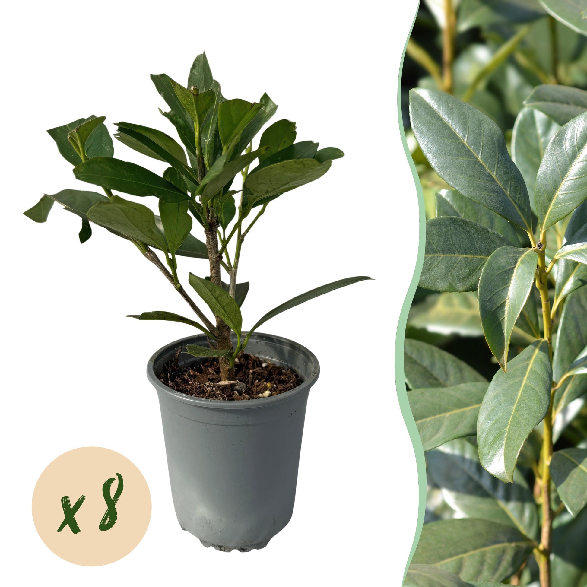 Greenboutiq - Heckenpflanzen - Prunus Laurocerasus Caucasica - Blatt Grün - 8 Pflanzen - 1 Laufenden Meter - Immergrün - Topf 9Cm Höhe 30-35Cm