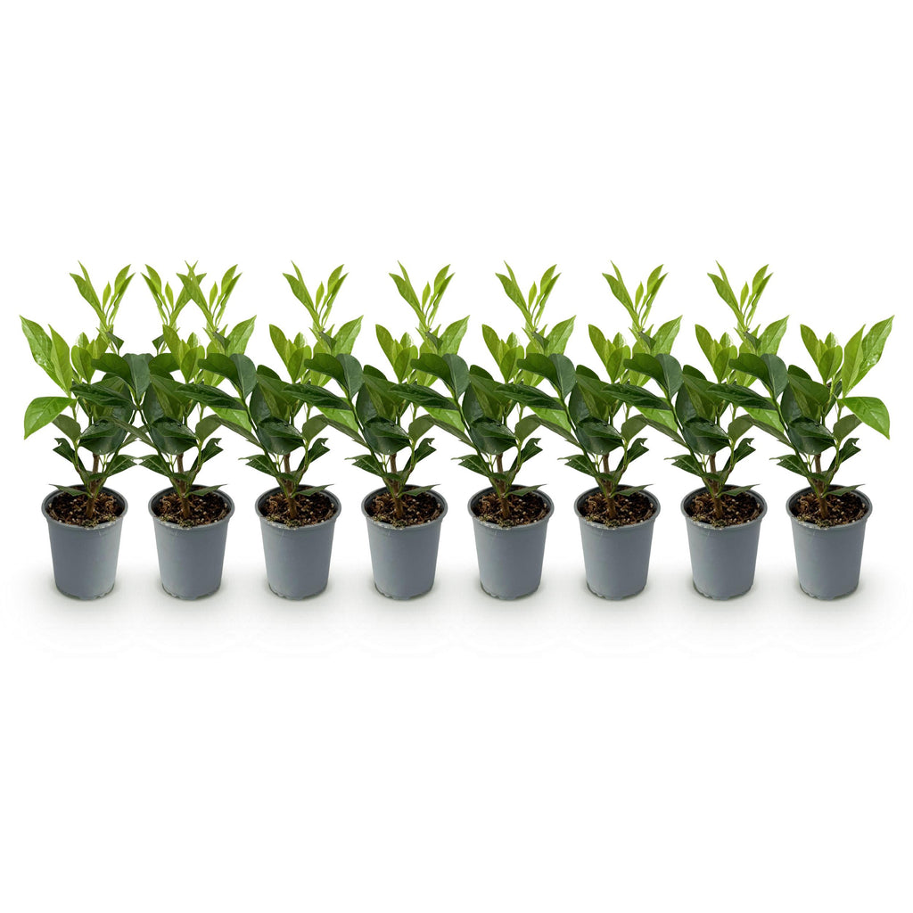 Greenboutiq - Heckenpflanzen - Prunus Laurocerasus Caucasica - Blatt Grün - 8 Pflanzen - 1 Laufenden Meter - Immergrün - Topf 9Cm Höhe 30-35Cm