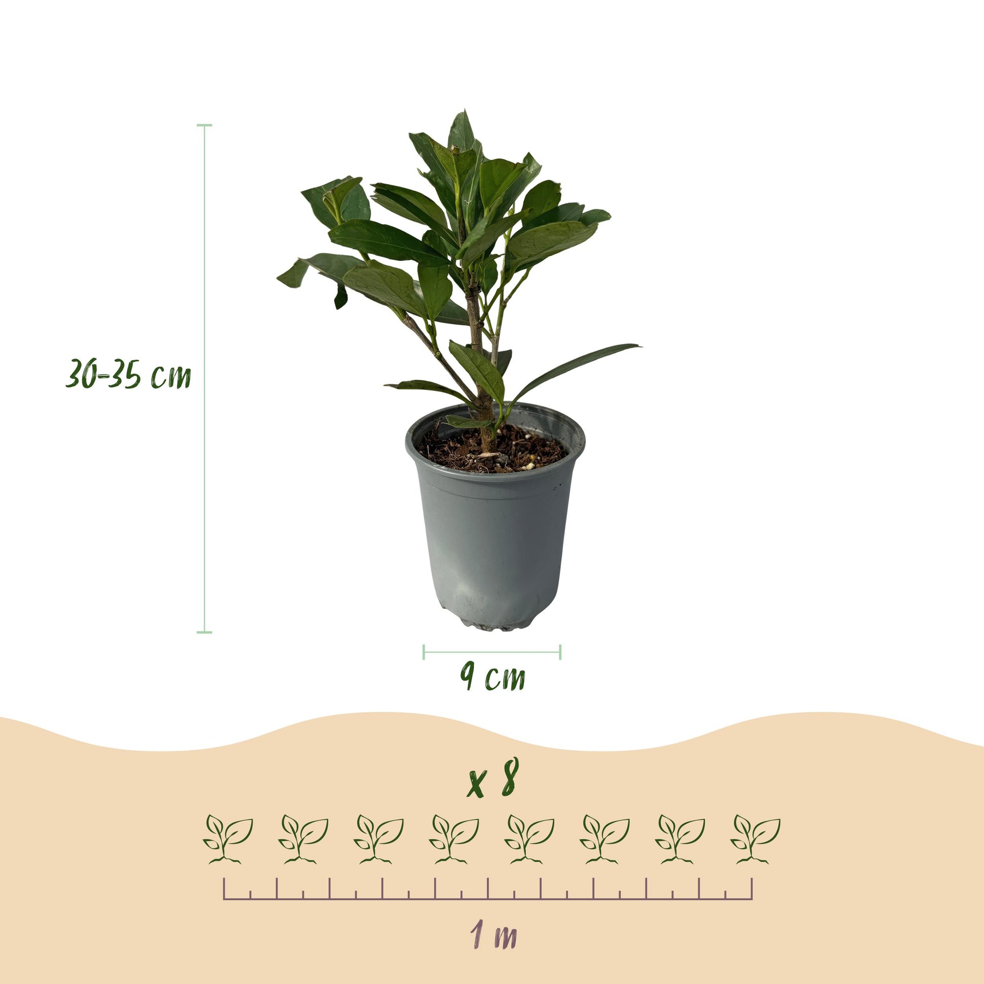 Greenboutiq - Heckenpflanzen - Prunus Laurocerasus Caucasica - Blatt Grün - 8 Pflanzen - 1 Laufenden Meter - Immergrün - Topf 9Cm Höhe 30-35Cm