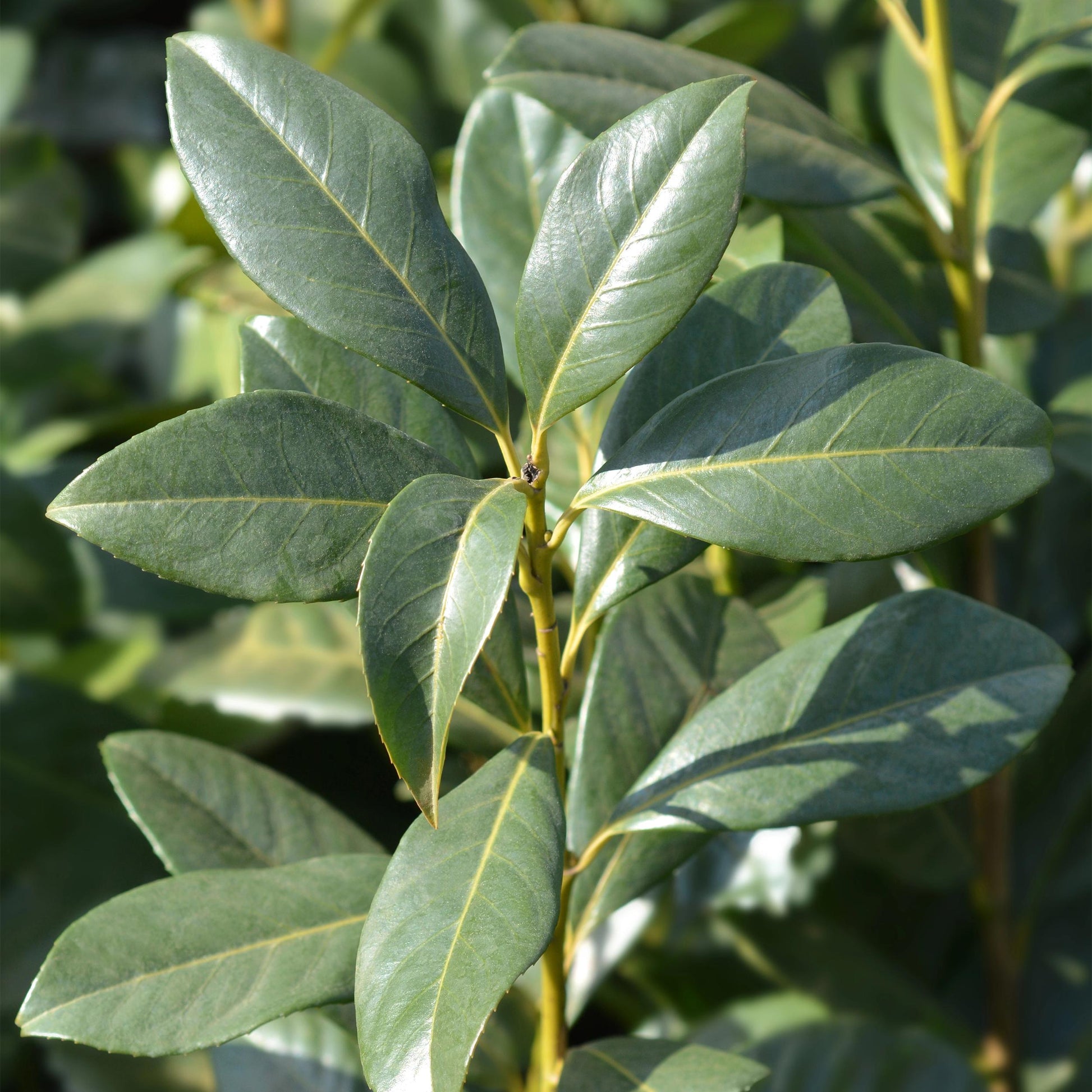 Greenboutiq - Heckenpflanzen - Prunus Laurocerasus Caucasica - Blatt Grün - 8 Pflanzen - 1 Laufenden Meter - Immergrün - Topf 9Cm Höhe 30-35Cm