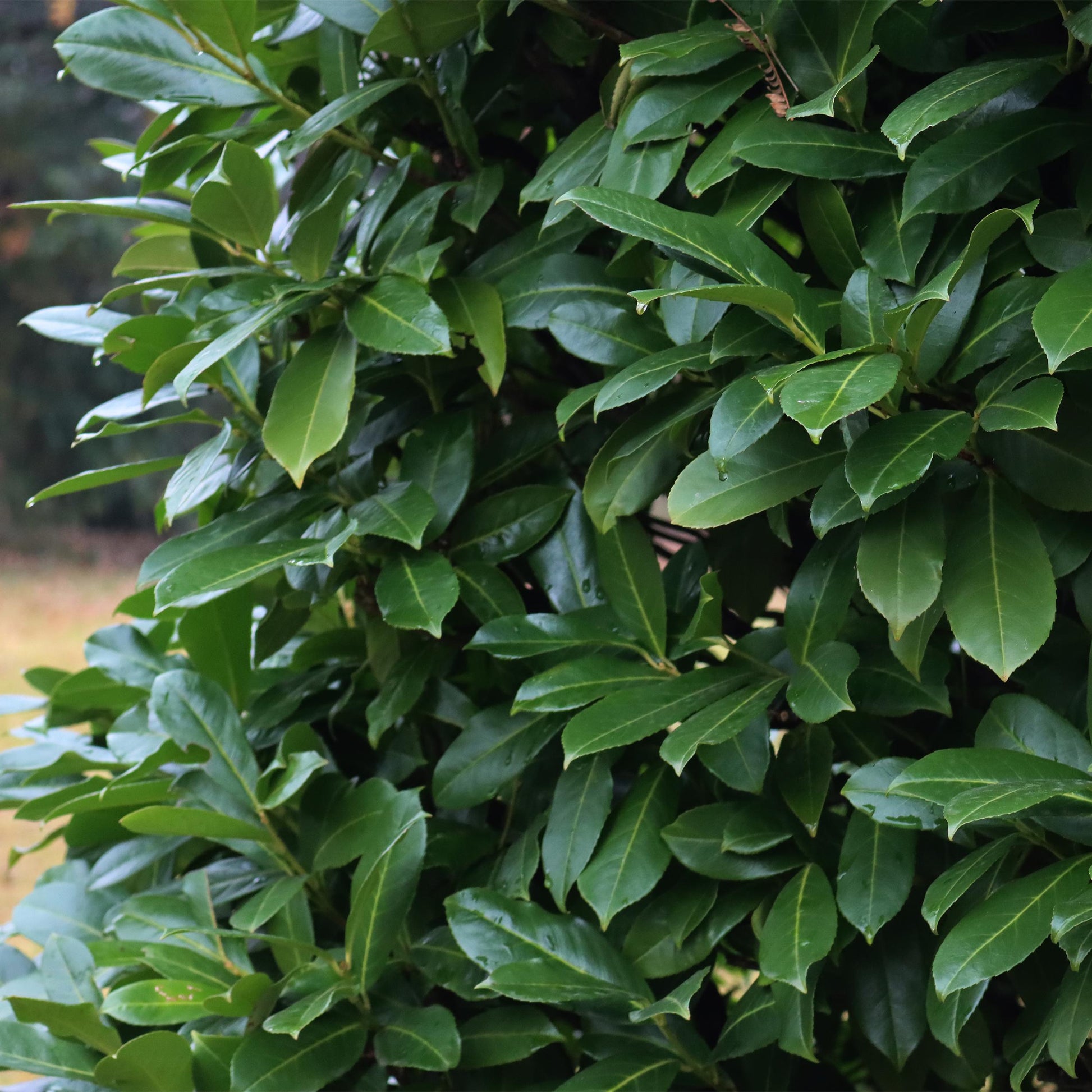 Greenboutiq - Heckenpflanzen - Prunus Laurocerasus Caucasica - Blatt Grün - 8 Pflanzen - 1 Laufenden Meter - Immergrün - Topf 9Cm Höhe 30-35Cm