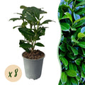 Greenboutiq - Heckenpflanzen - Prunus Laurocerasus Novita - Blatt Grün - 8 Pflanzen - 1 Laufender Meter - Immergrün - Topf 9Cm Höhe 30-35Cm