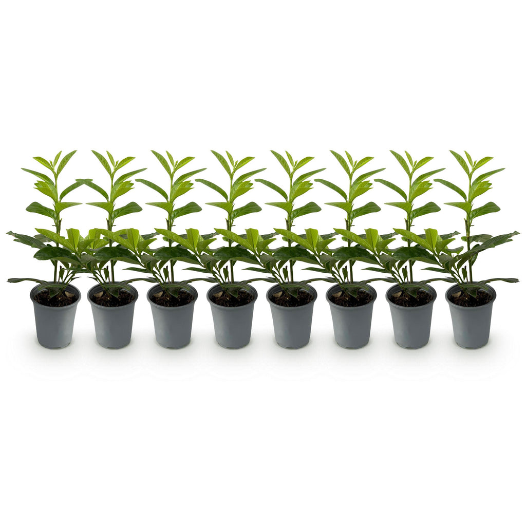 Greenboutiq - Heckenpflanzen - Prunus Laurocerasus Novita - Blatt Grün - 8 Pflanzen - 1 Laufender Meter - Immergrün - Topf 9Cm Höhe 30-35Cm