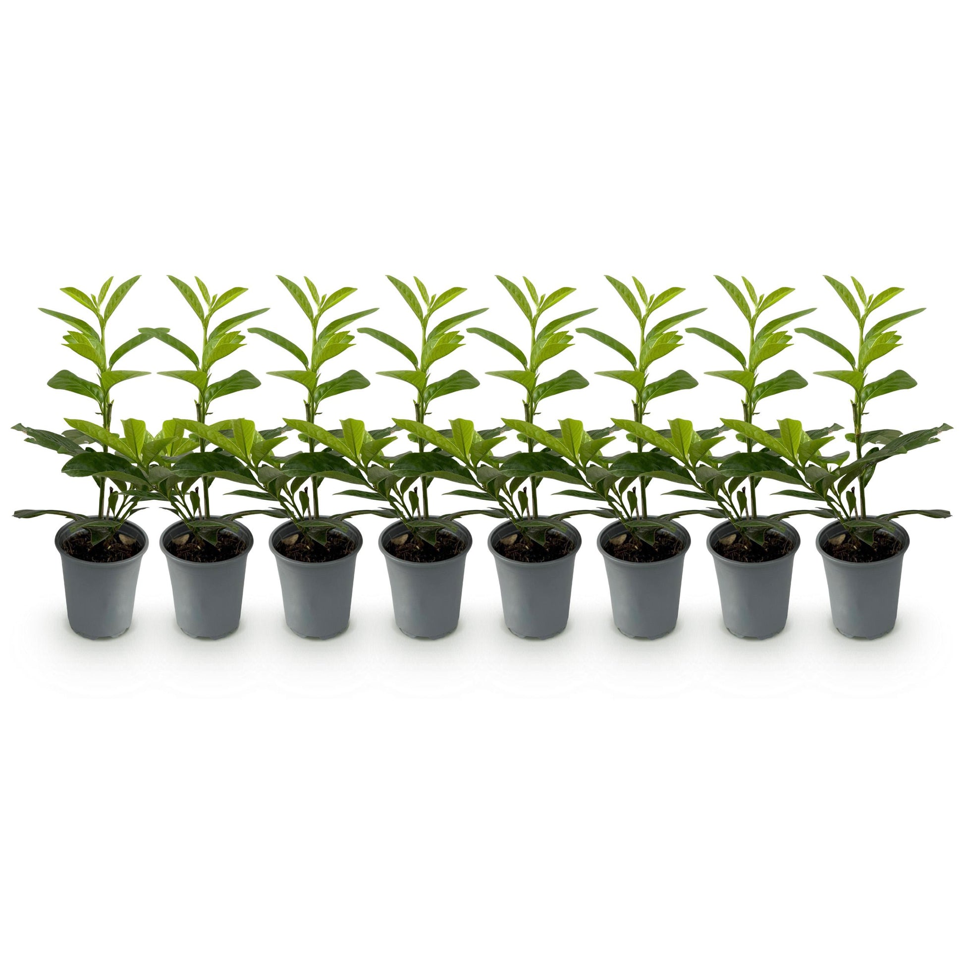 Greenboutiq - Heckenpflanzen - Prunus Laurocerasus Novita - Blatt Grün - 8 Pflanzen - 1 Laufender Meter - Immergrün - Topf 9Cm Höhe 30-35Cm