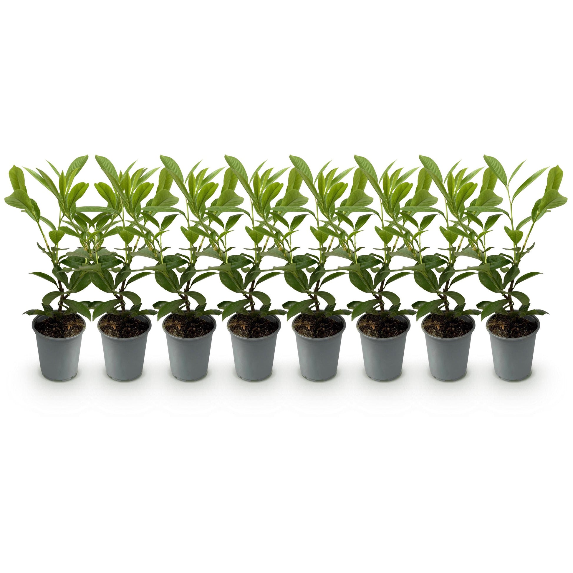 Greenboutiq - Heckenpflanzen - Prunus Laurocerasus Rotundifolia - Blatt Grün - 8 Pflanzen - 1 Laufender Meter - Immergrün - Topf 9Cm Höhe 30-35Cm