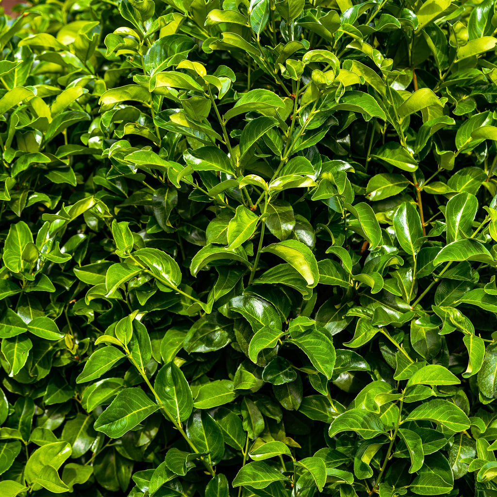 Greenboutiq - Heckenpflanzen - Prunus Laurocerasus Rotundifolia - Blatt Grün - 8 Pflanzen - 1 Laufender Meter - Immergrün - Topf 9Cm Höhe 30-35Cm