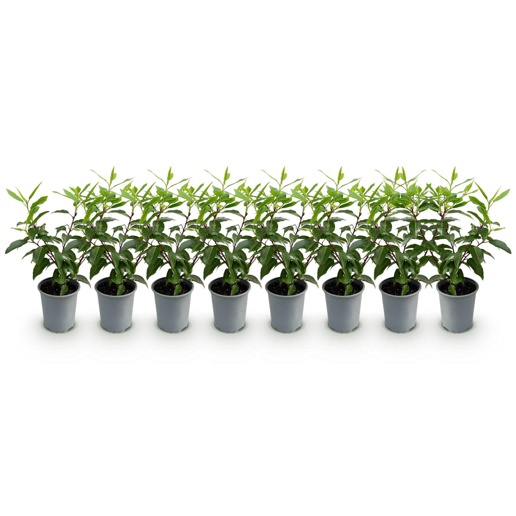 Greenboutiq - Heckenpflanzen - Prunus Lusitanica Angustifolia - Blatt Grün - 8 Pflanzen - 1 Laufender Meter - Immergrün - Topf 9Cm Höhe 30-35Cm