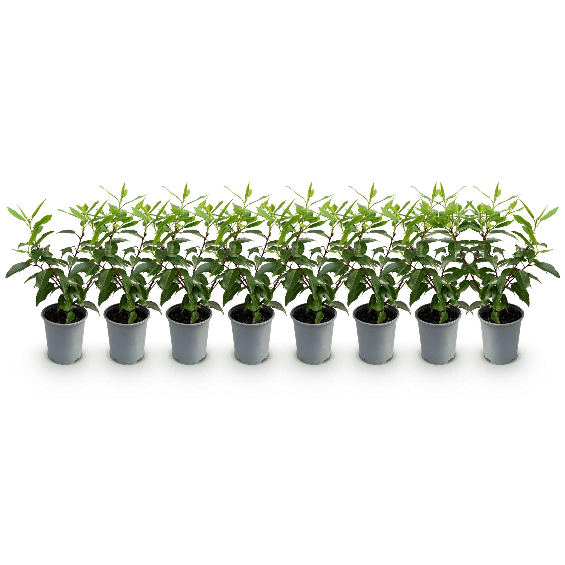 Greenboutiq - Heckenpflanzen - Prunus Lusitanica Angustifolia - Blatt Grün - 8 Pflanzen - 1 Laufender Meter - Immergrün - Topf 9Cm Höhe 30-35Cm