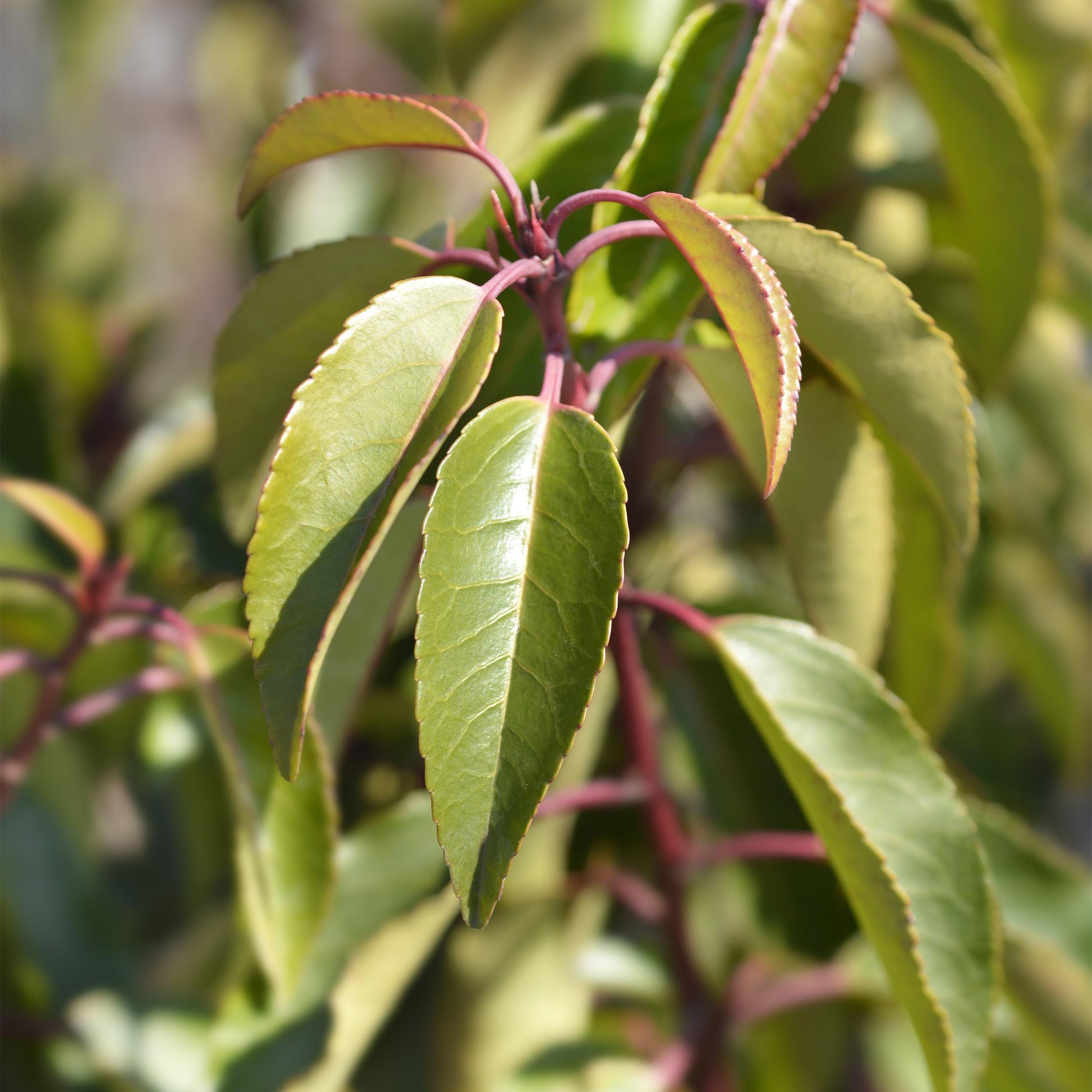 Greenboutiq - Heckenpflanzen - Prunus Lusitanica Angustifolia - Blatt Grün - 8 Pflanzen - 1 Laufender Meter - Immergrün - Topf 9Cm Höhe 30-35Cm