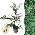 Greenboutiq - Heckenpflanzen - Cupressocyparis Leylandii - Blatt Grün - 8 Pflanzen - 1 Laufender Meter - Immergrün - Topf 9Cm Höhe 35-40Cm