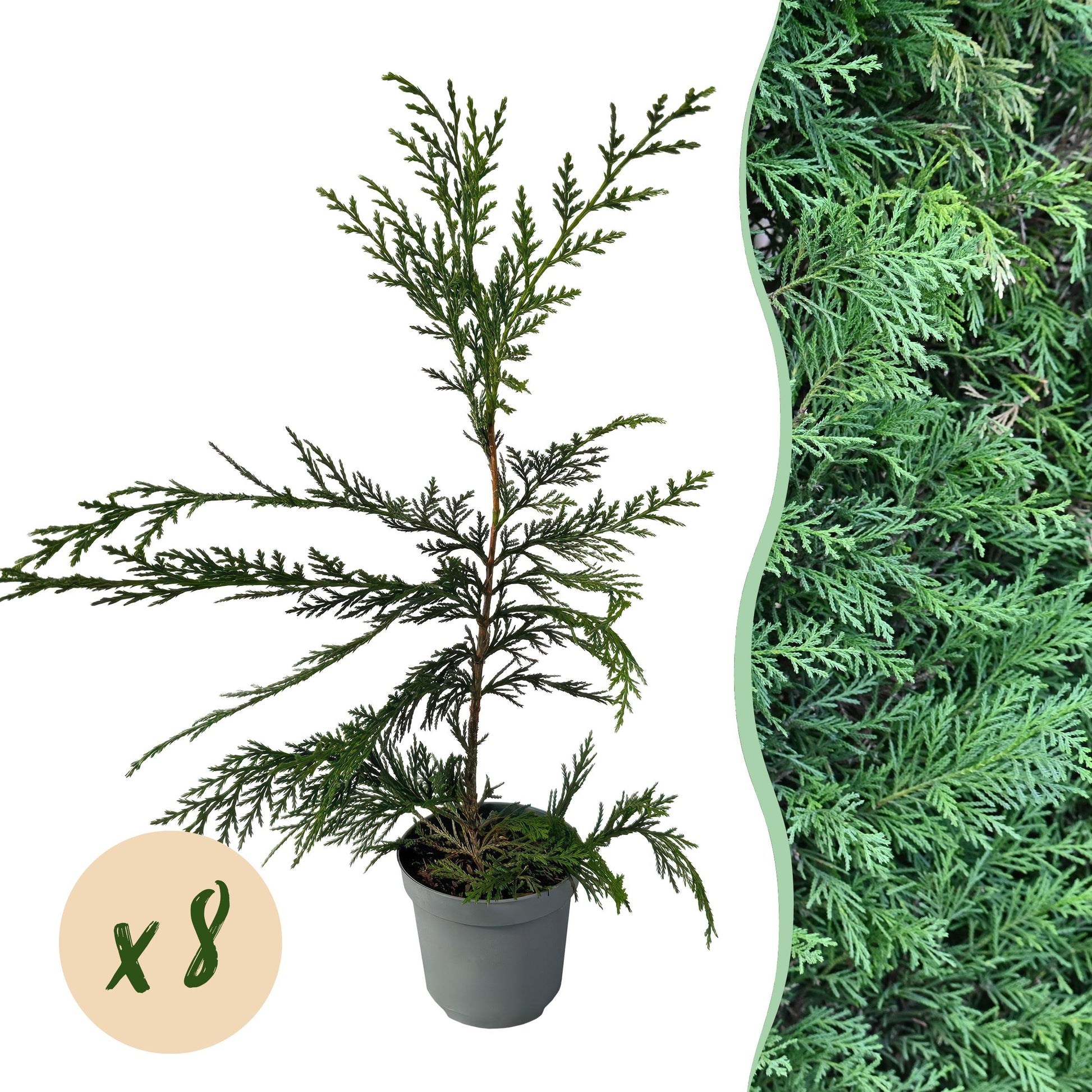 Greenboutiq - Heckenpflanzen - Cupressocyparis Leylandii - Blatt Grün - 8 Pflanzen - 1 Laufender Meter - Immergrün - Topf 9Cm Höhe 35-40Cm