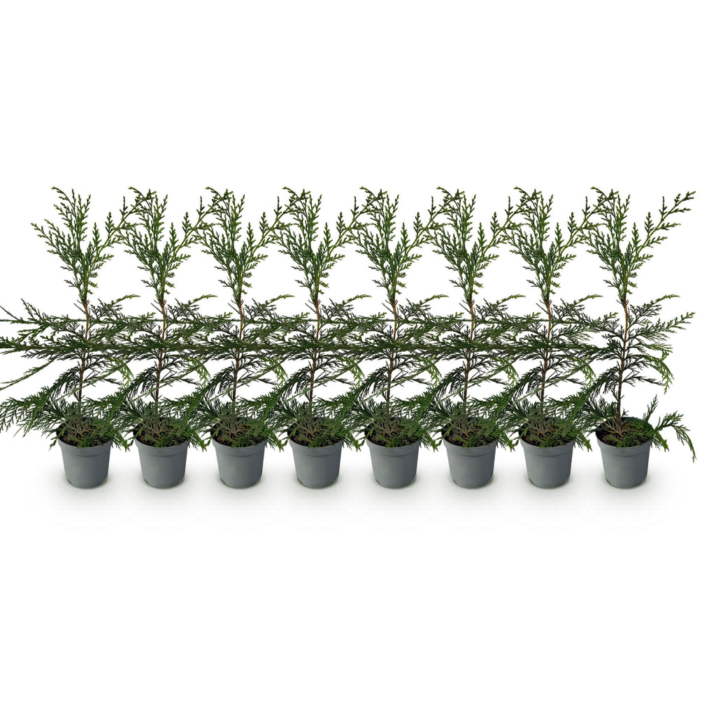 Greenboutiq - Heckenpflanzen - Cupressocyparis Leylandii - Blatt Grün - 8 Pflanzen - 1 Laufender Meter - Immergrün - Topf 9Cm Höhe 35-40Cm
