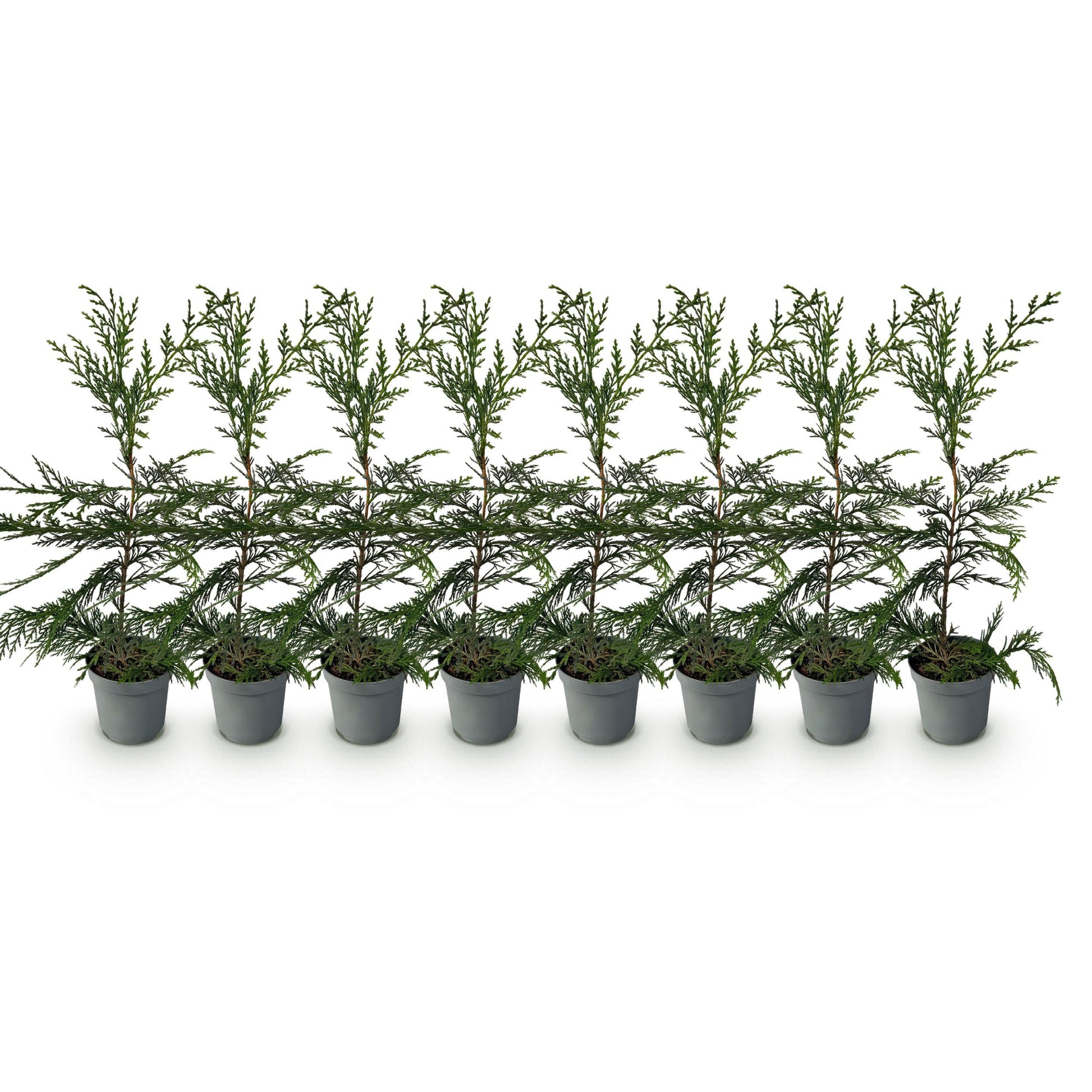 Greenboutiq - Heckenpflanzen - Cupressocyparis Leylandii - Blatt Grün - 8 Pflanzen - 1 Laufender Meter - Immergrün - Topf 9Cm Höhe 35-40Cm