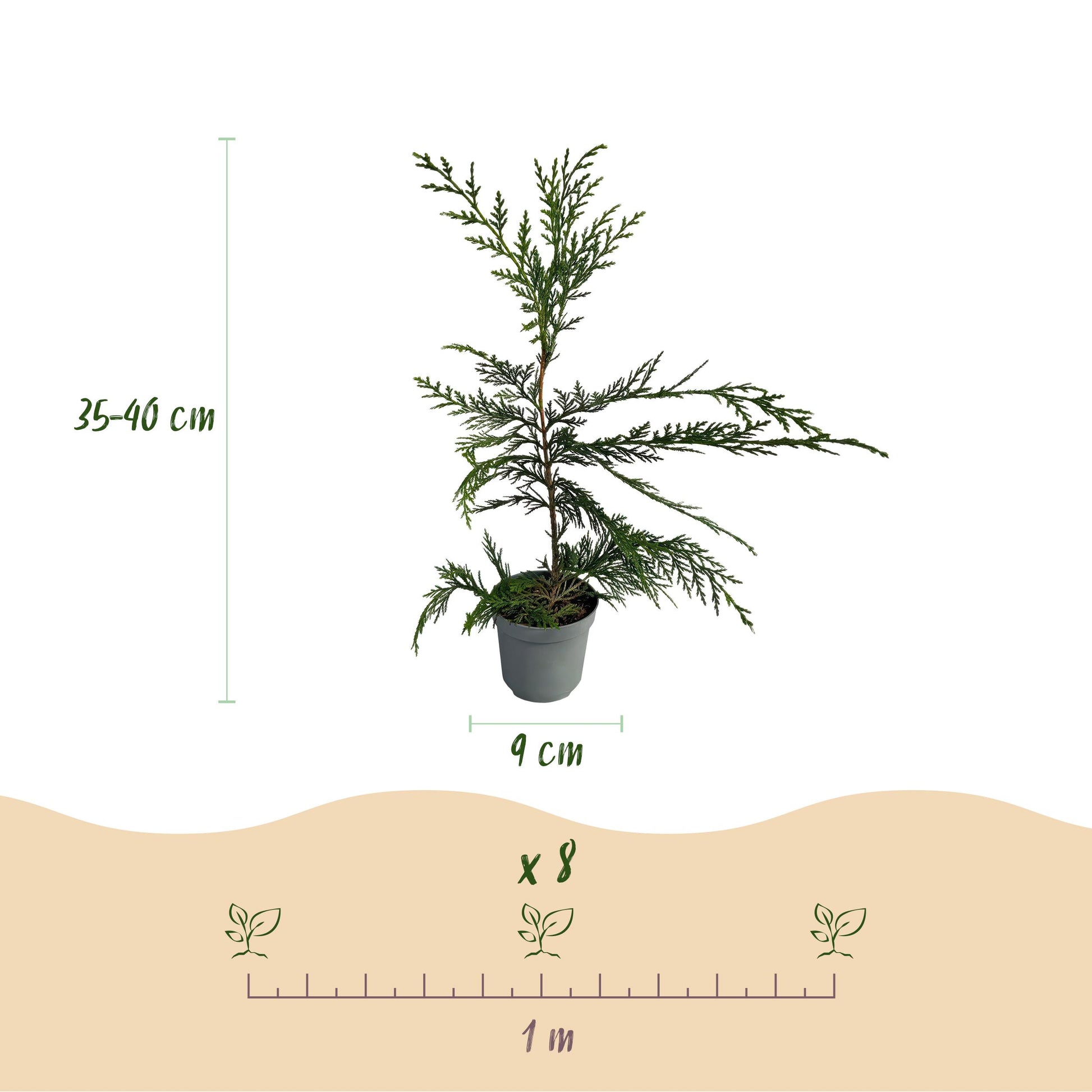 Greenboutiq - Heckenpflanzen - Cupressocyparis Leylandii - Blatt Grün - 8 Pflanzen - 1 Laufender Meter - Immergrün - Topf 9Cm Höhe 35-40Cm