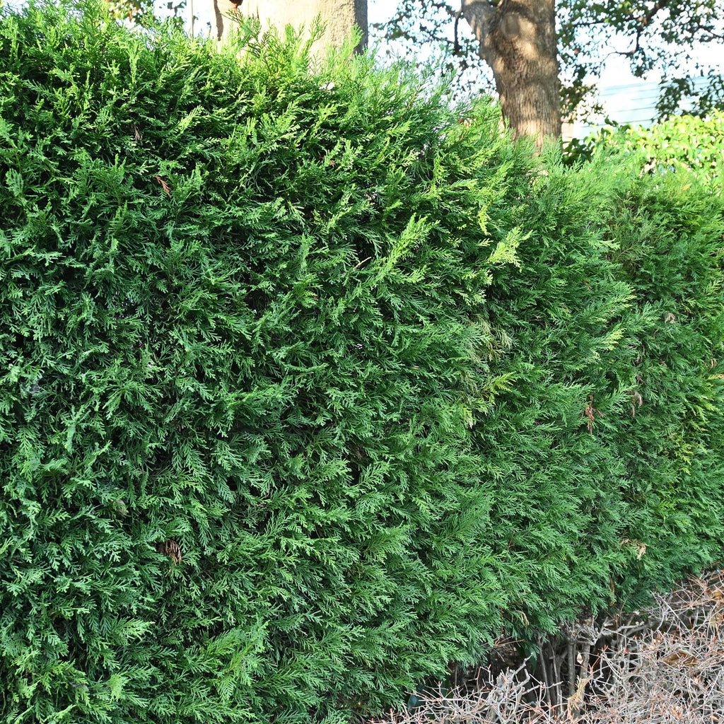 Greenboutiq - Heckenpflanzen - Cupressocyparis Leylandii - Blatt Grün - 8 Pflanzen - 1 Laufender Meter - Immergrün - Topf 9Cm Höhe 35-40Cm