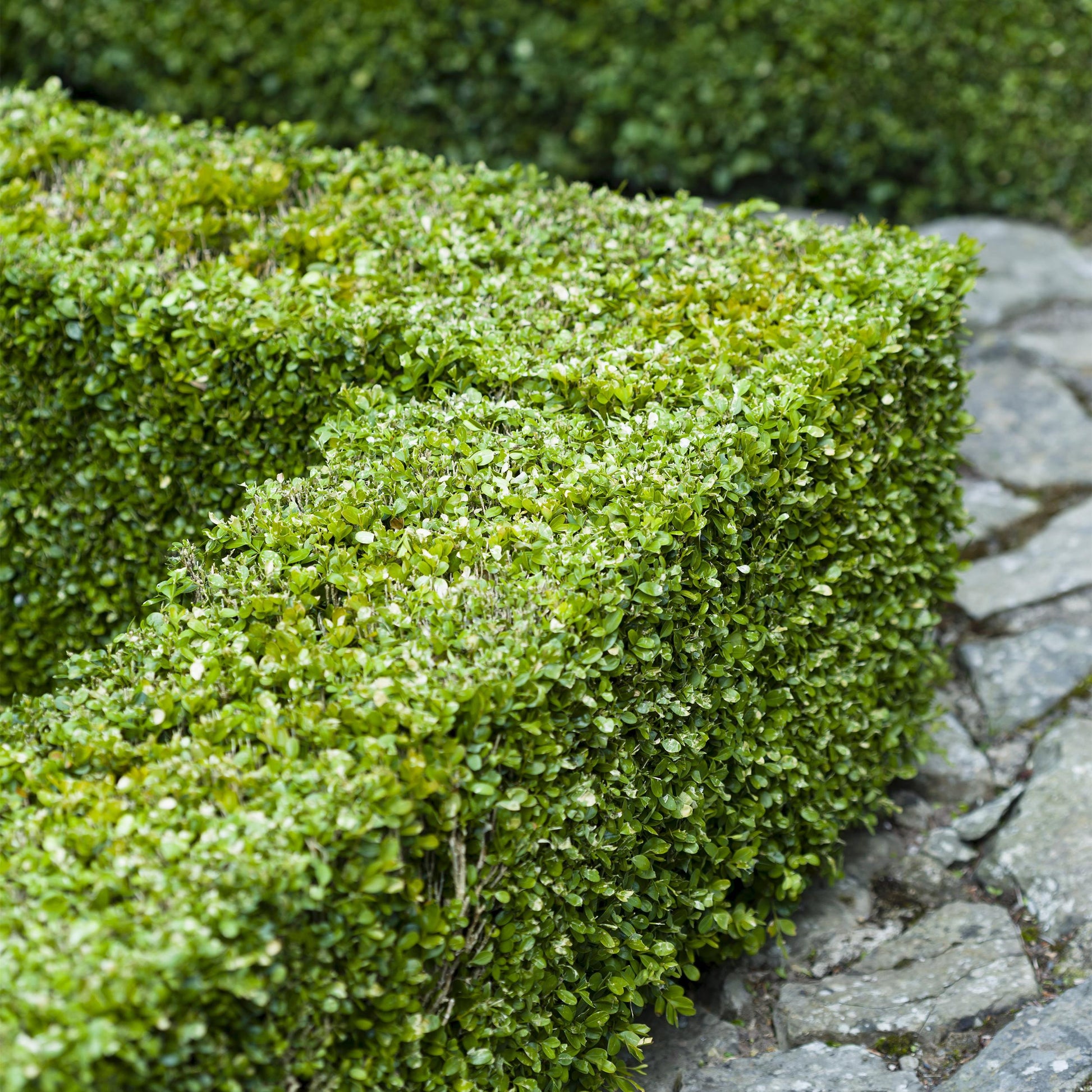 Greenboutiq - Heckenpflanzen - Buxus Sempervirens - Blatt Grün - 8 Pflanzen - 1 Laufender Meter - Immergrün - Topf 9Cm Höhe 20-25Cm