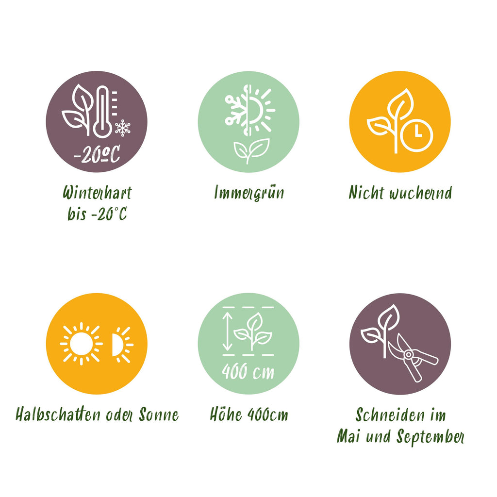 Greenboutiq - Heckenpflanzen - Buxus Sempervirens - Blatt Grün - 8 Pflanzen - 1 Laufender Meter - Immergrün - Topf 9Cm Höhe 20-25Cm