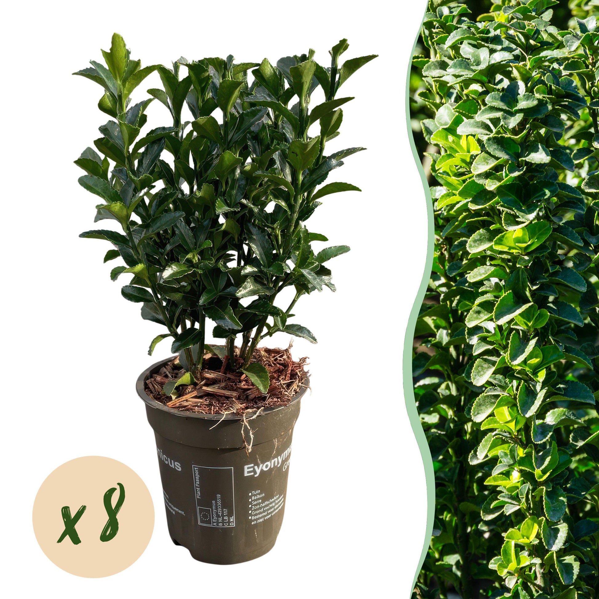 Greenboutiq - Heckenpflanzen - Euonymus Japonica Green Spire - Blatt Grün - 8 Pflanzen - 1 Laufender Meter - Immergrün - Topf 9Cm Höhe 20-25Cm