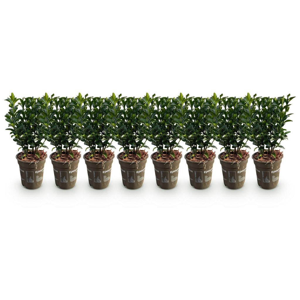 Greenboutiq - Heckenpflanzen - Euonymus Japonica Green Spire - Blatt Grün - 8 Pflanzen - 1 Laufender Meter - Immergrün - Topf 9Cm Höhe 20-25Cm