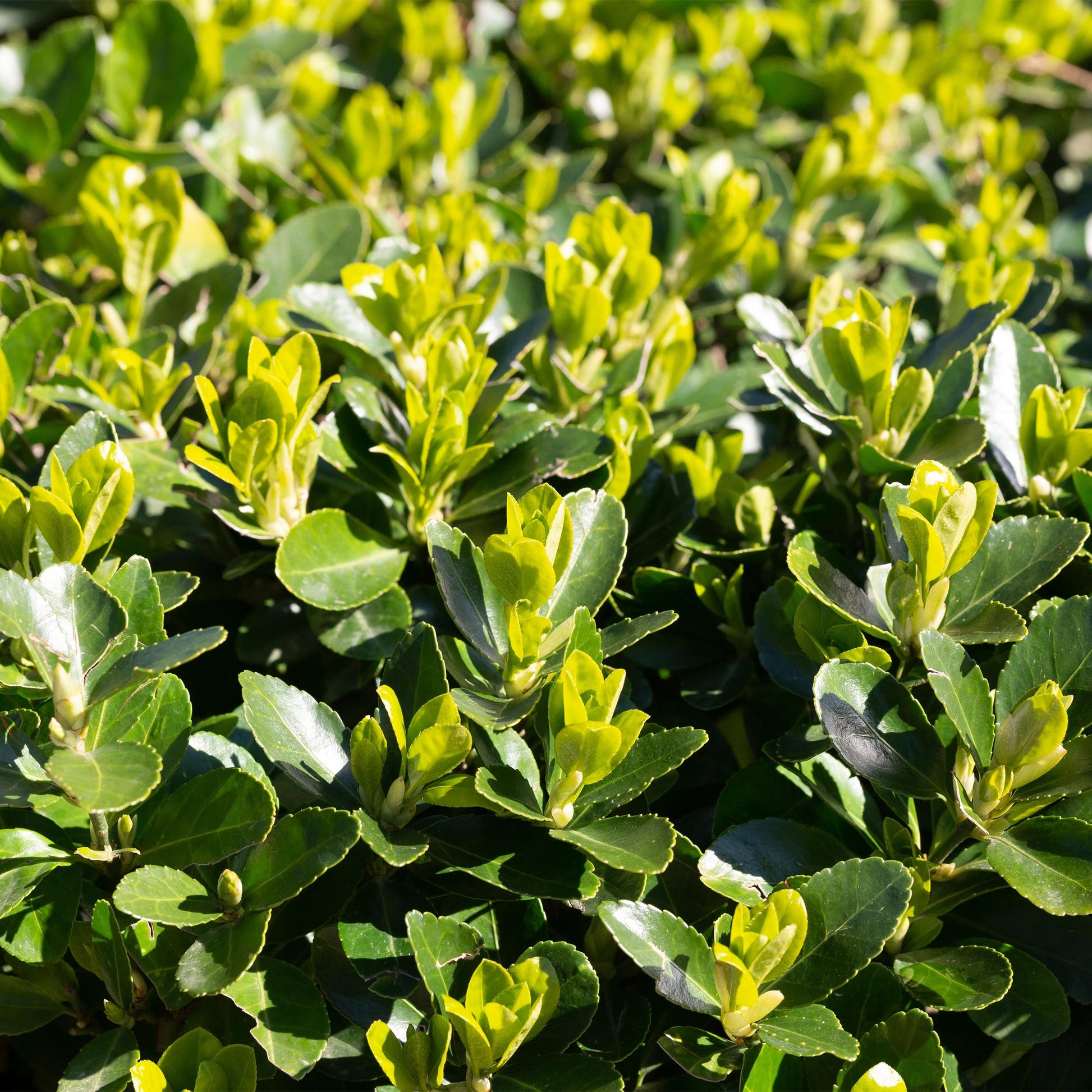 Greenboutiq - Heckenpflanzen - Euonymus Japonica Green Spire - Blatt Grün - 8 Pflanzen - 1 Laufender Meter - Immergrün - Topf 9Cm Höhe 20-25Cm