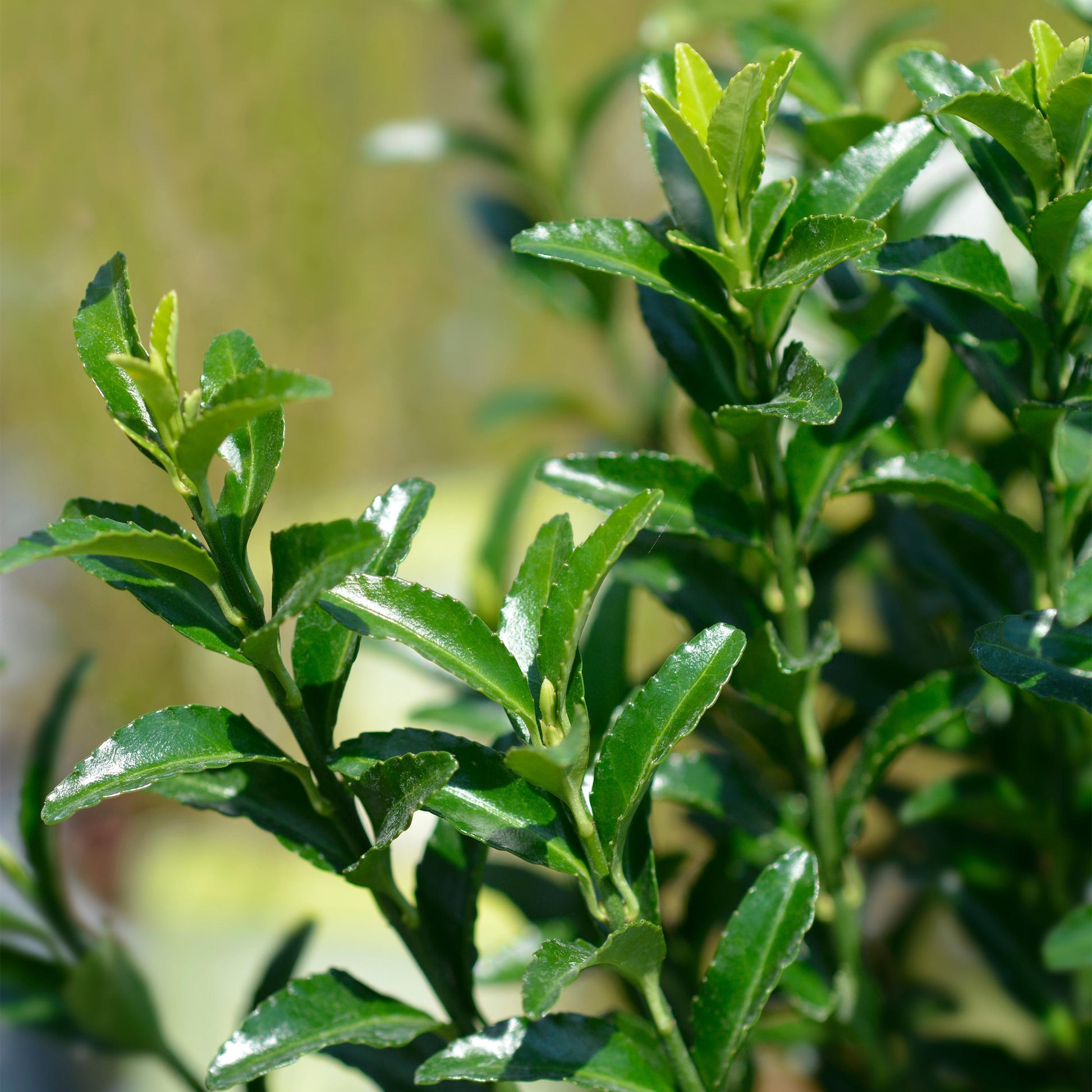 Greenboutiq - Heckenpflanzen - Euonymus Japonica Green Spire - Blatt Grün - 8 Pflanzen - 1 Laufender Meter - Immergrün - Topf 9Cm Höhe 20-25Cm