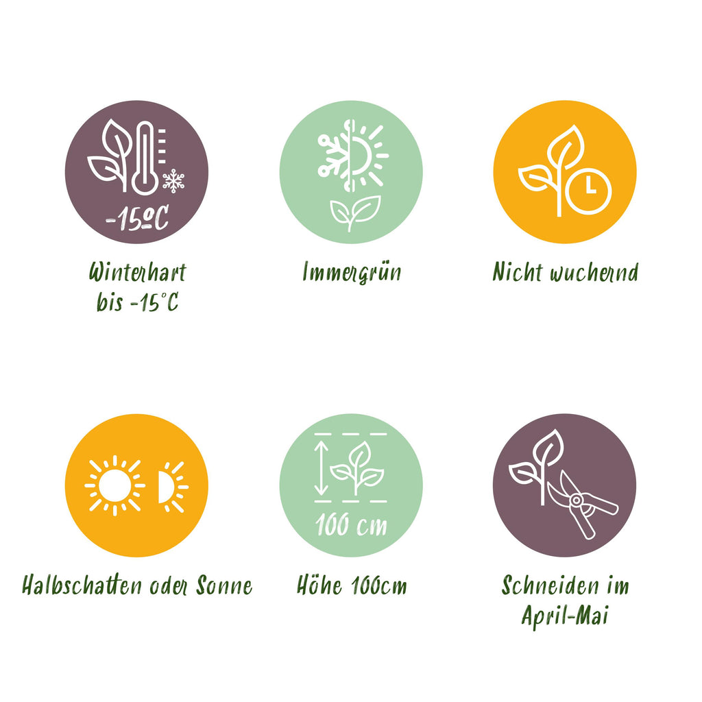 Greenboutiq - Heckenpflanzen - Euonymus Japonica Green Spire - Blatt Grün - 8 Pflanzen - 1 Laufender Meter - Immergrün - Topf 9Cm Höhe 20-25Cm