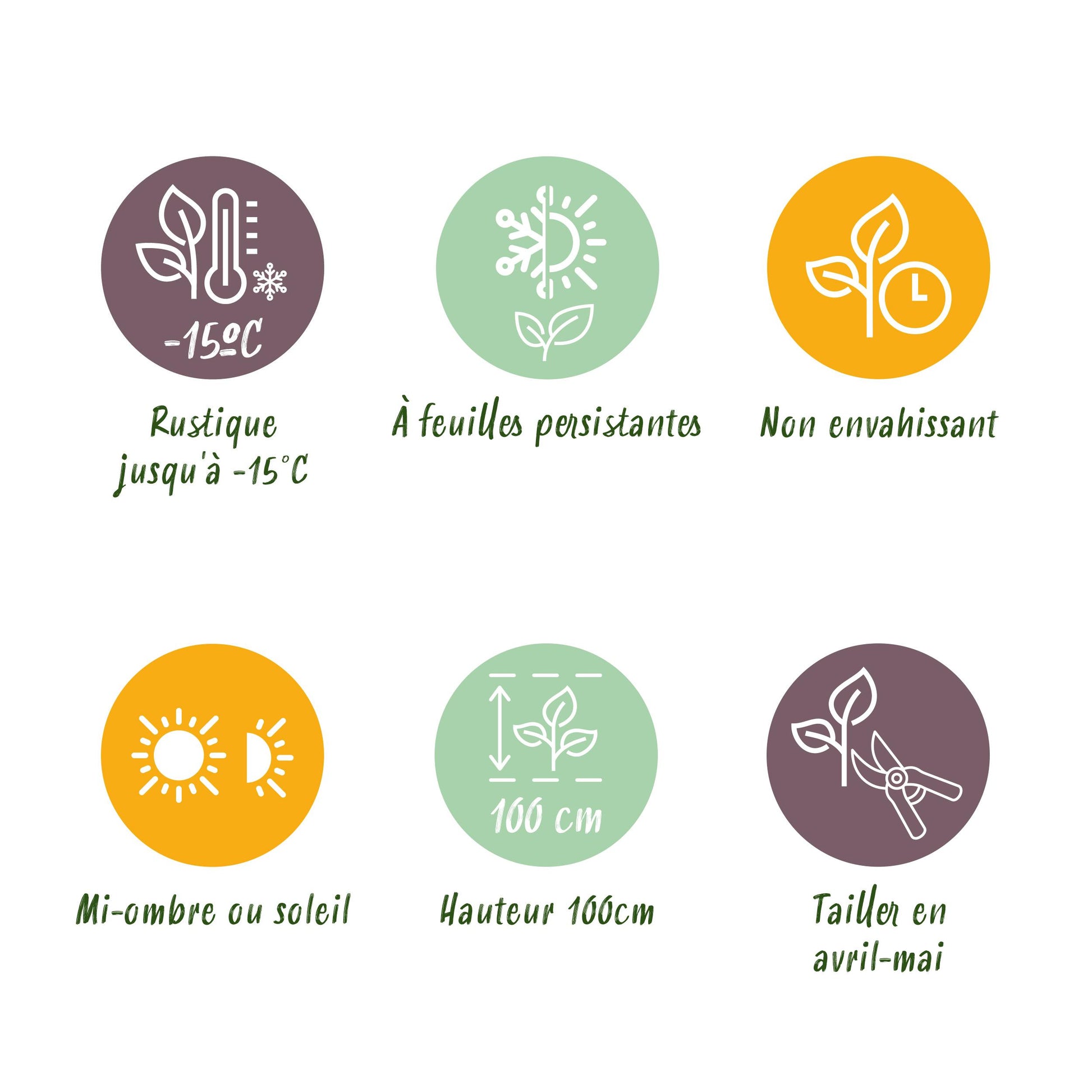 Greenboutiq - Heckenpflanzen - Euonymus Japonica Green Spire - Blatt Grün - 8 Pflanzen - 1 Laufender Meter - Immergrün - Topf 9Cm Höhe 20-25Cm