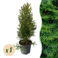Greenboutiq - Heckenpflanzen - Thuja Occidentalis Smaragd - Blatt Grün - 8 Pflanzen - 1 Laufender Meter - Immergrün - Topf 9Cm Höhe 30-35Cm