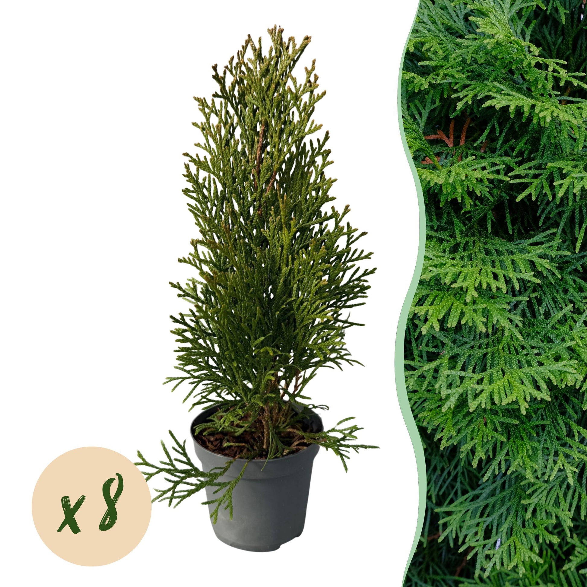 Greenboutiq - Heckenpflanzen - Thuja Occidentalis Smaragd - Blatt Grün - 8 Pflanzen - 1 Laufender Meter - Immergrün - Topf 9Cm Höhe 30-35Cm