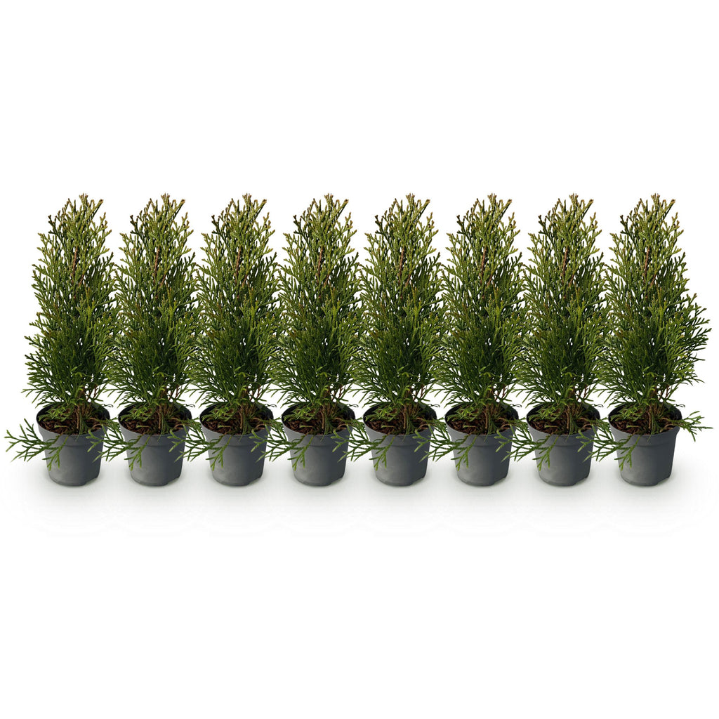 Greenboutiq - Heckenpflanzen - Thuja Occidentalis Smaragd - Blatt Grün - 8 Pflanzen - 1 Laufender Meter - Immergrün - Topf 9Cm Höhe 30-35Cm
