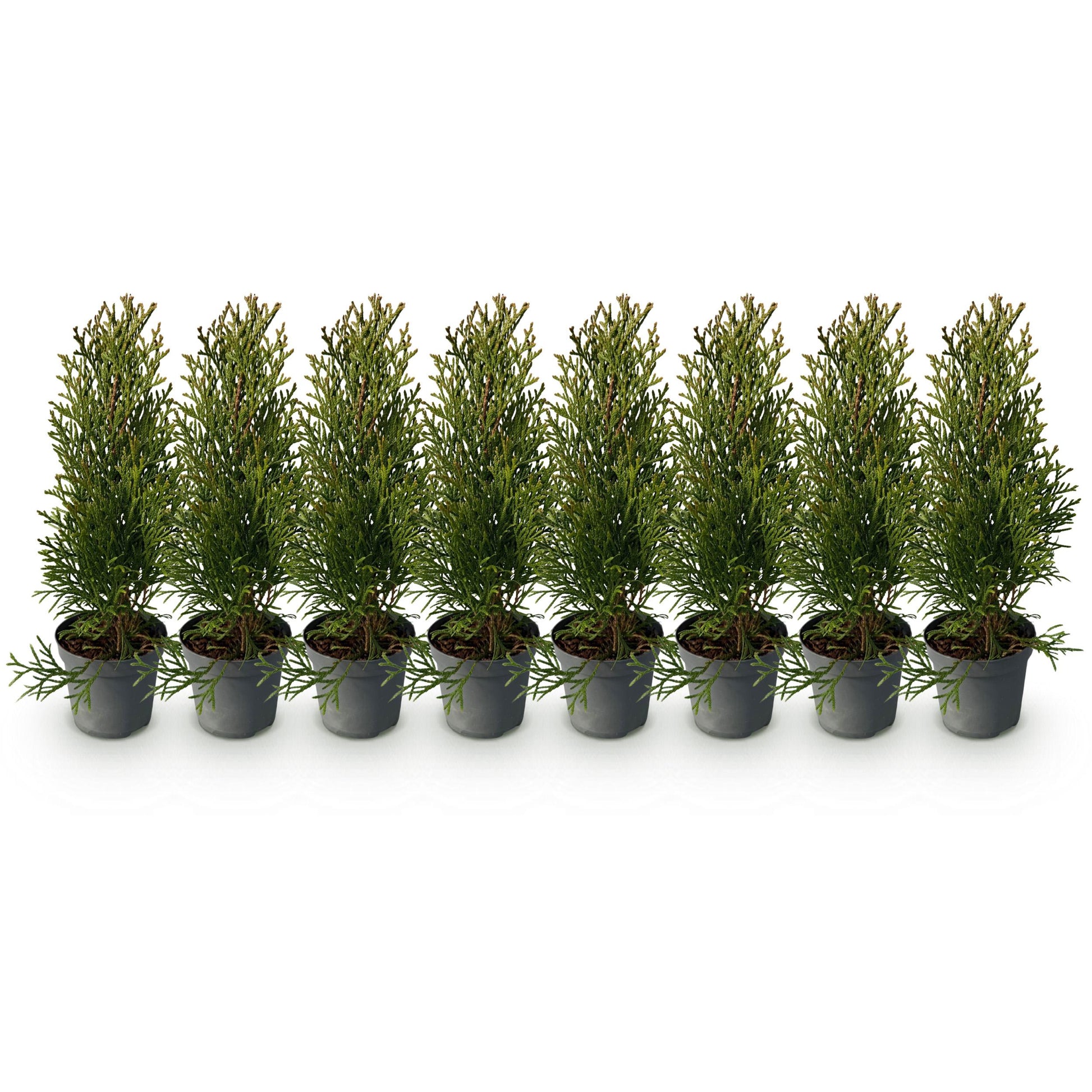 Greenboutiq - Heckenpflanzen - Thuja Occidentalis Smaragd - Blatt Grün - 8 Pflanzen - 1 Laufender Meter - Immergrün - Topf 9Cm Höhe 30-35Cm