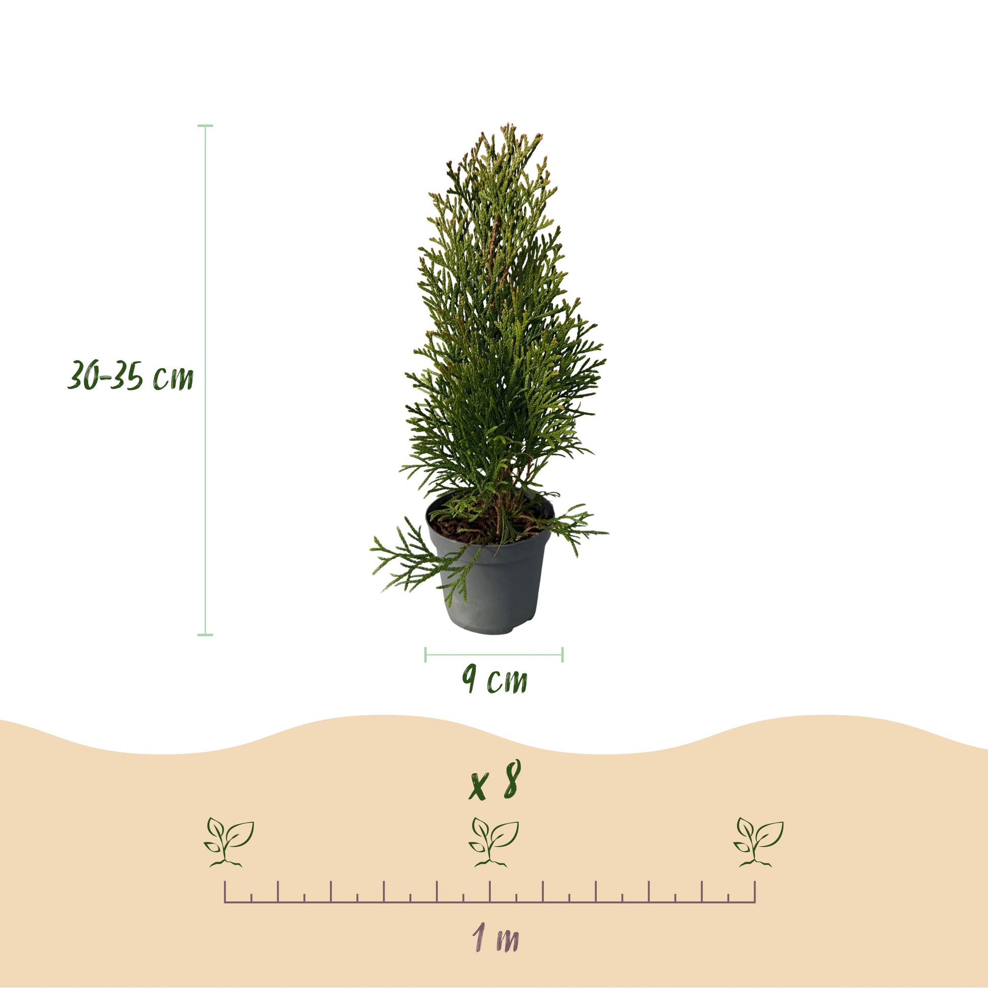 Greenboutiq - Heckenpflanzen - Thuja Occidentalis Smaragd - Blatt Grün - 8 Pflanzen - 1 Laufender Meter - Immergrün - Topf 9Cm Höhe 30-35Cm
