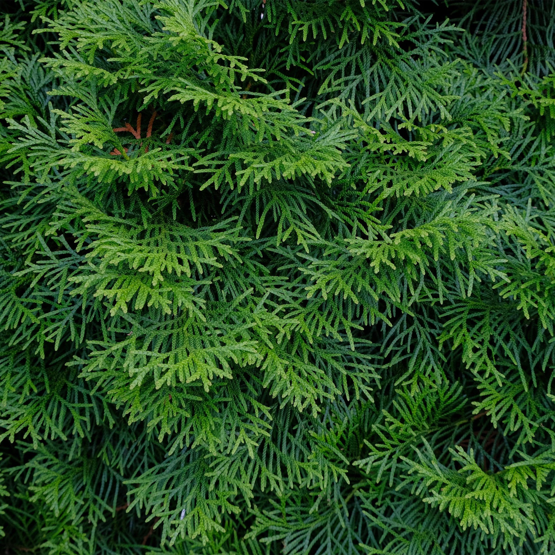 Greenboutiq - Heckenpflanzen - Thuja Occidentalis Smaragd - Blatt Grün - 8 Pflanzen - 1 Laufender Meter - Immergrün - Topf 9Cm Höhe 30-35Cm