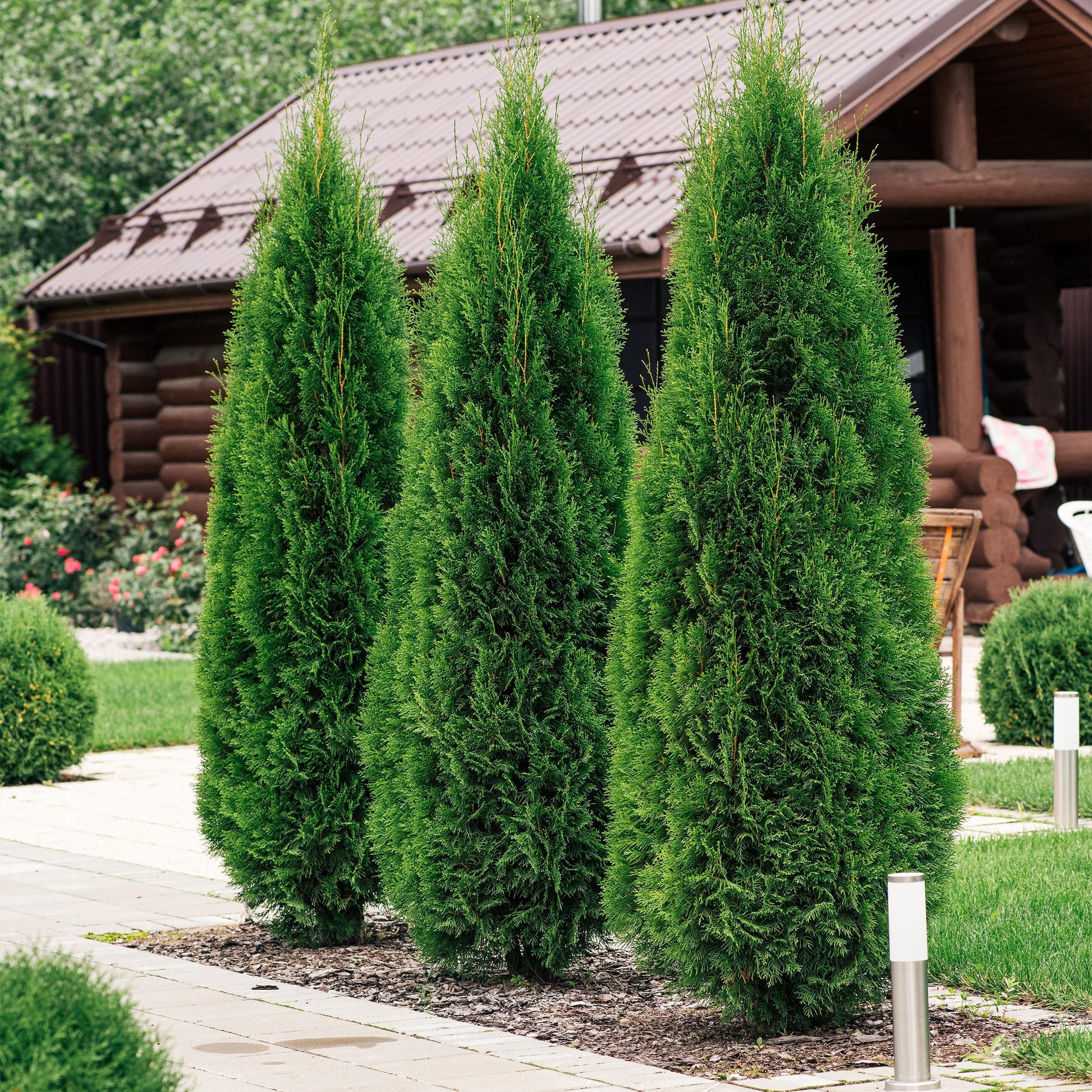 Greenboutiq - Heckenpflanzen - Thuja Occidentalis Smaragd - Blatt Grün - 8 Pflanzen - 1 Laufender Meter - Immergrün - Topf 9Cm Höhe 30-35Cm