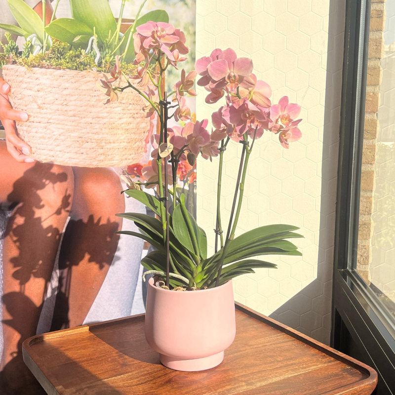 Kolibri Home | Scandic Blumentopf