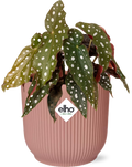 Begonia Maculata + Elho Vibes Fold 14Cm Roze