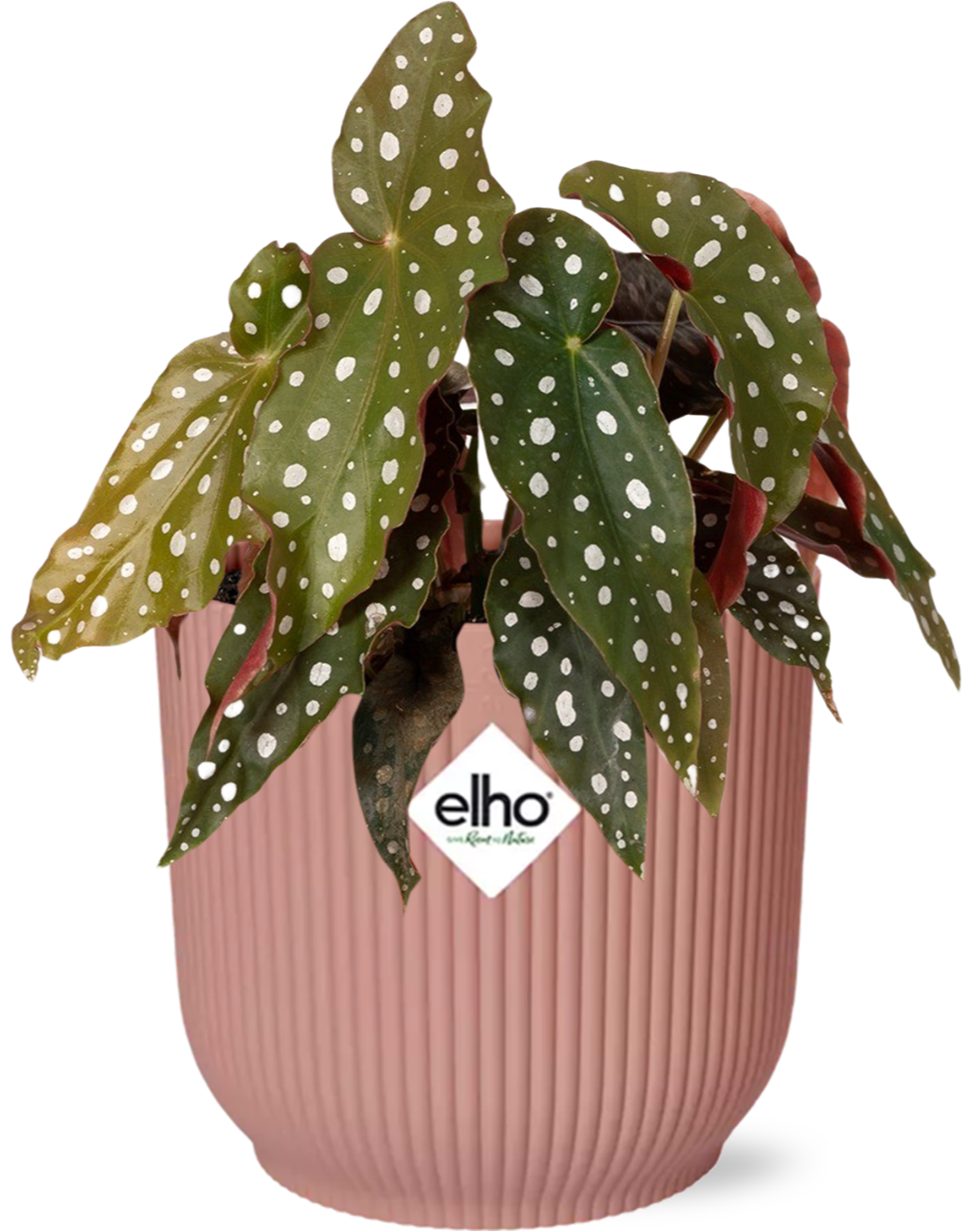 Begonia Maculata + Elho Vibes Fold 14Cm Roze