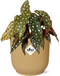 Begonia Maculata + Elho Vibes Fold 14Cm Geel
